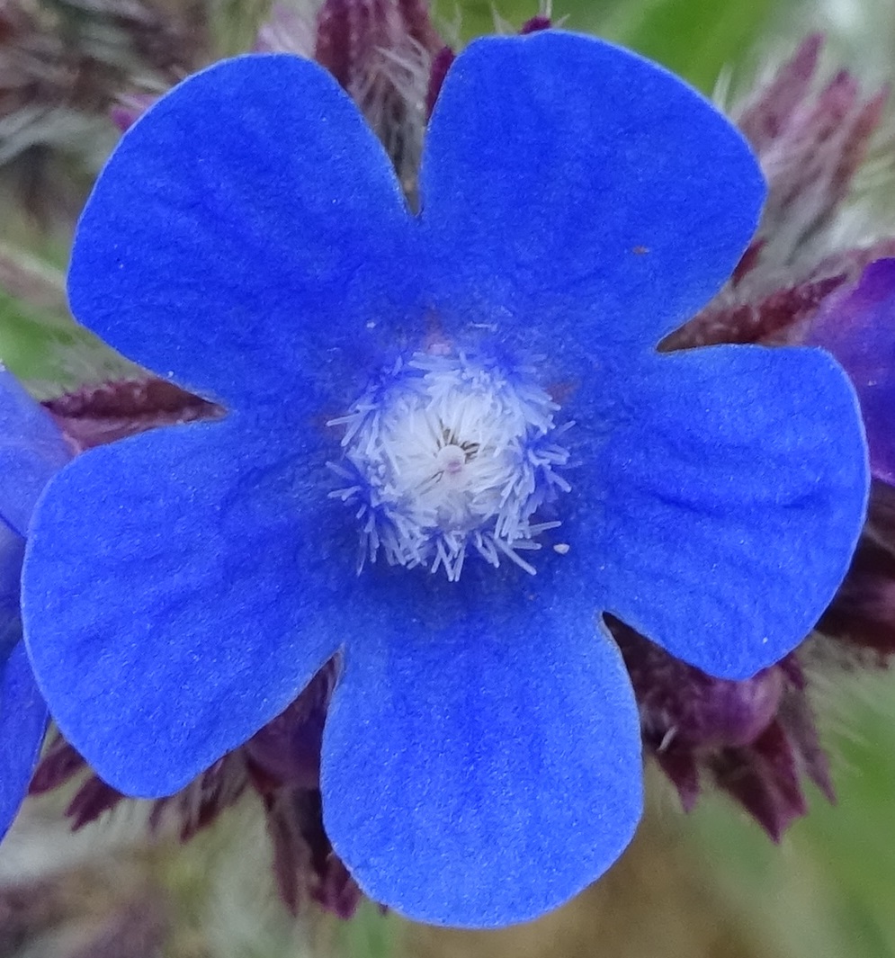 Annexe Anchusa azurea 13 - Buglosse dItalie - BORAGINACEAE.jpg