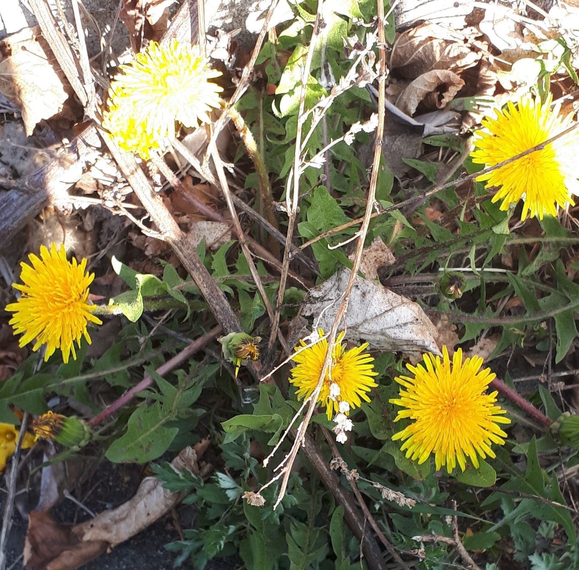 Annexe 20200406_102542 n.jpg