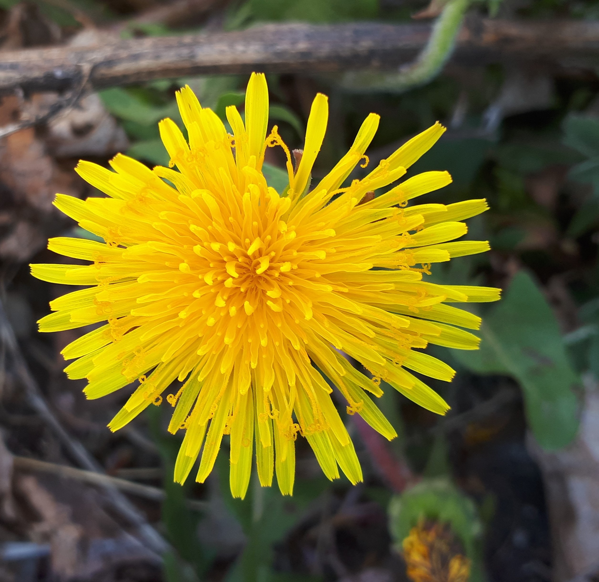 Annexe 20200406_102555.jpg