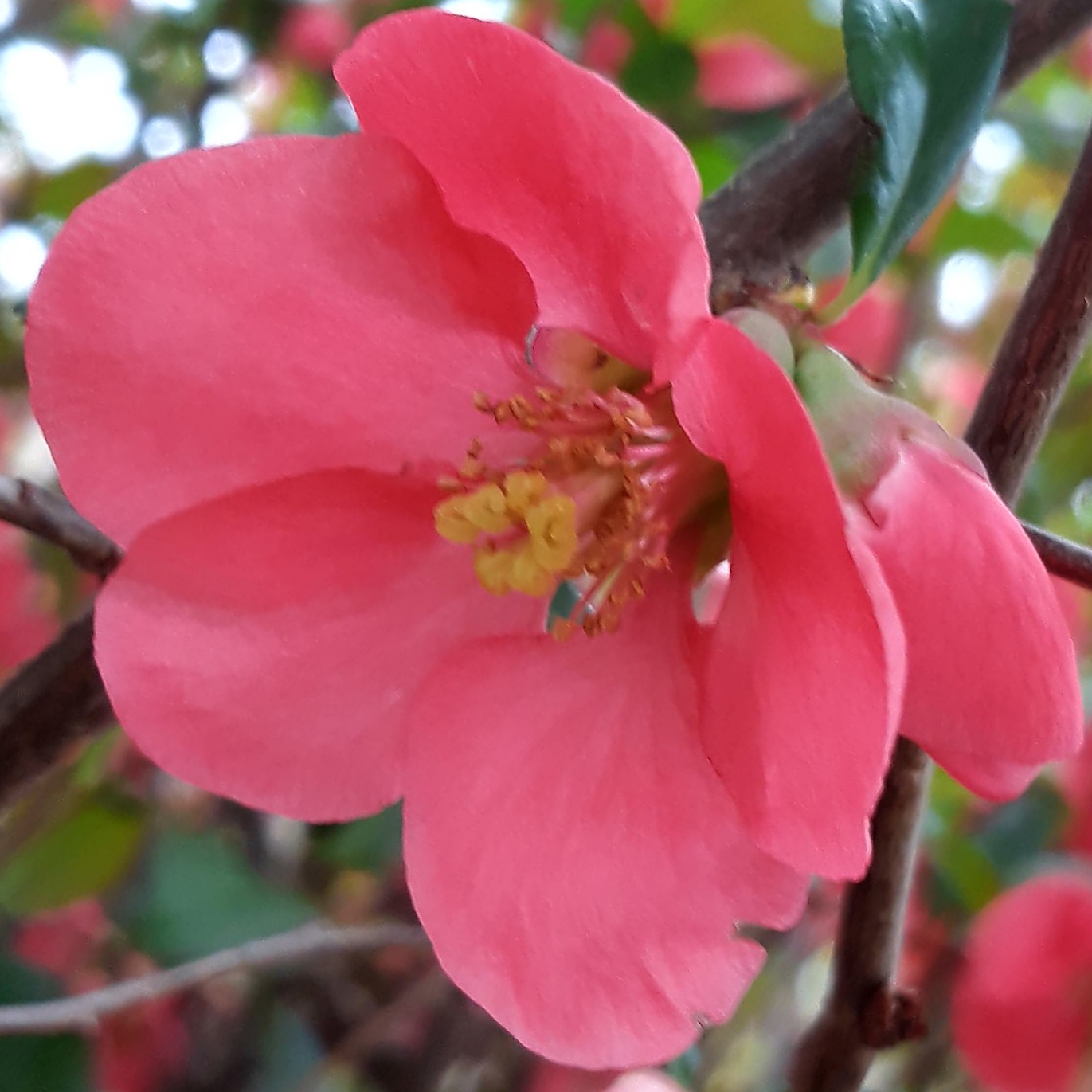 Annexe 20200406_145123.jpg