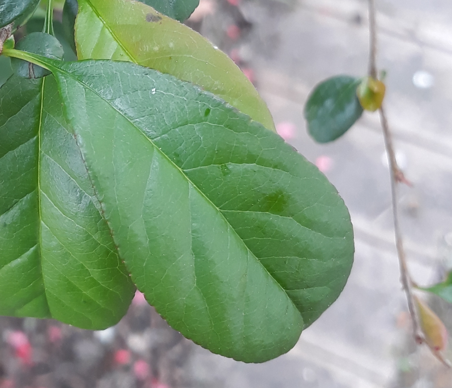 Annexe 20200406_150032.jpg