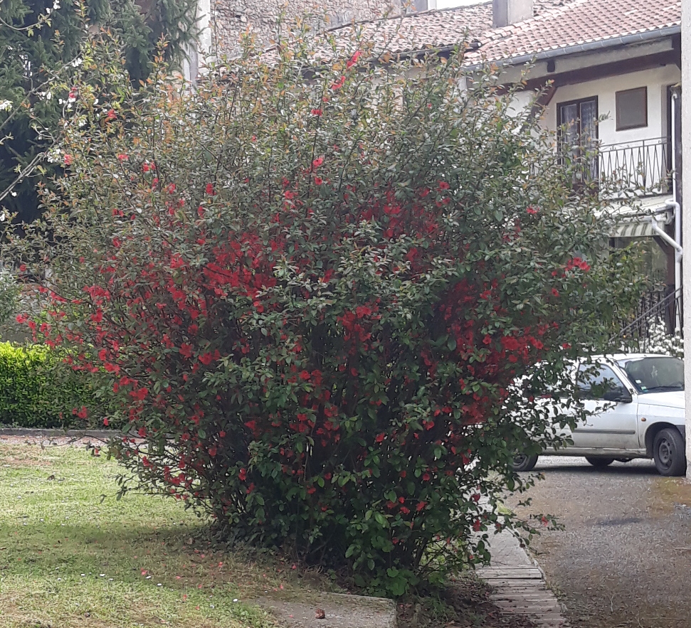 Annexe 20200406_150940.jpg