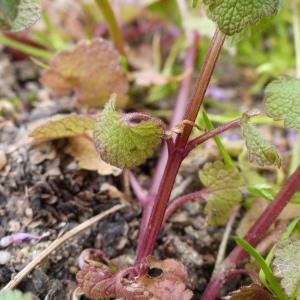 Annexe lamium purpureum tige.jpg