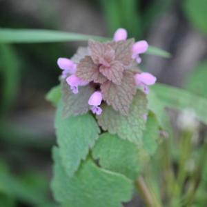 Annexe lamium purpureum.jpg