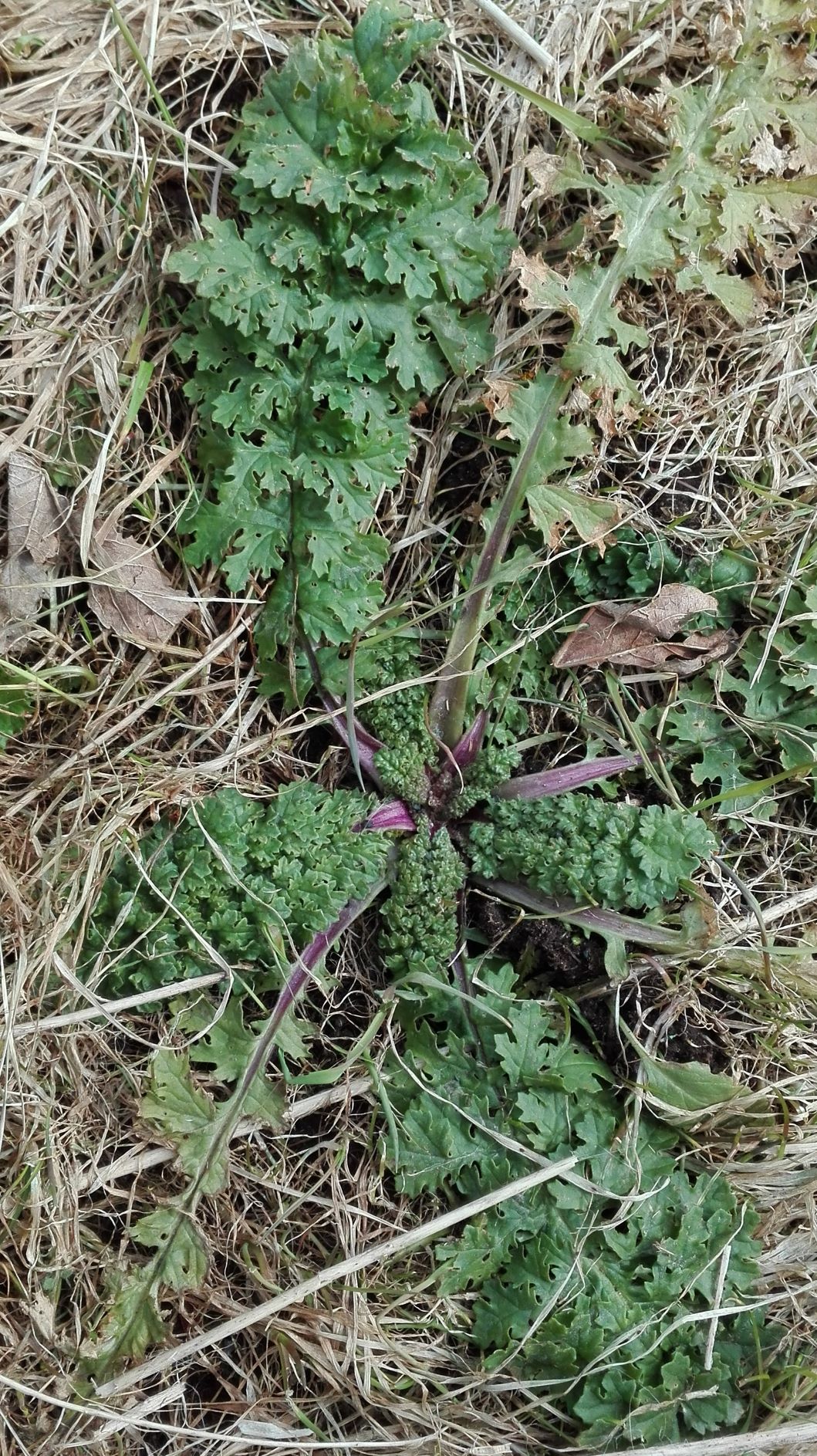 Annexe Séneçon jacobé disposé en rosette (2)_e.jpg