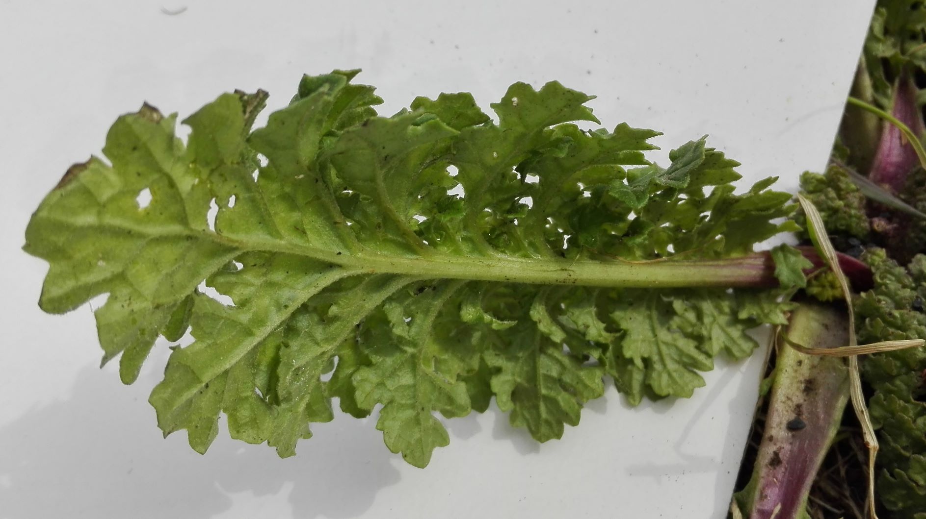 Annexe Séneçon jacobé feuille vue de dessous_e.jpg