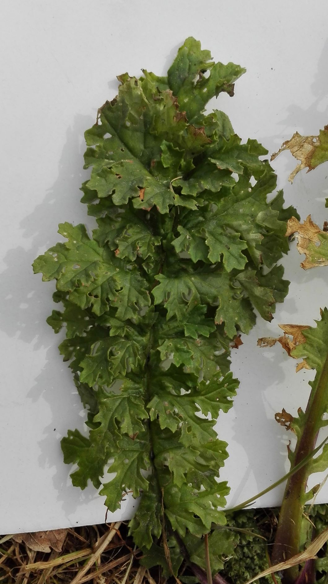 Annexe Séneçon jacobé feuille vue de dessus_e.jpg