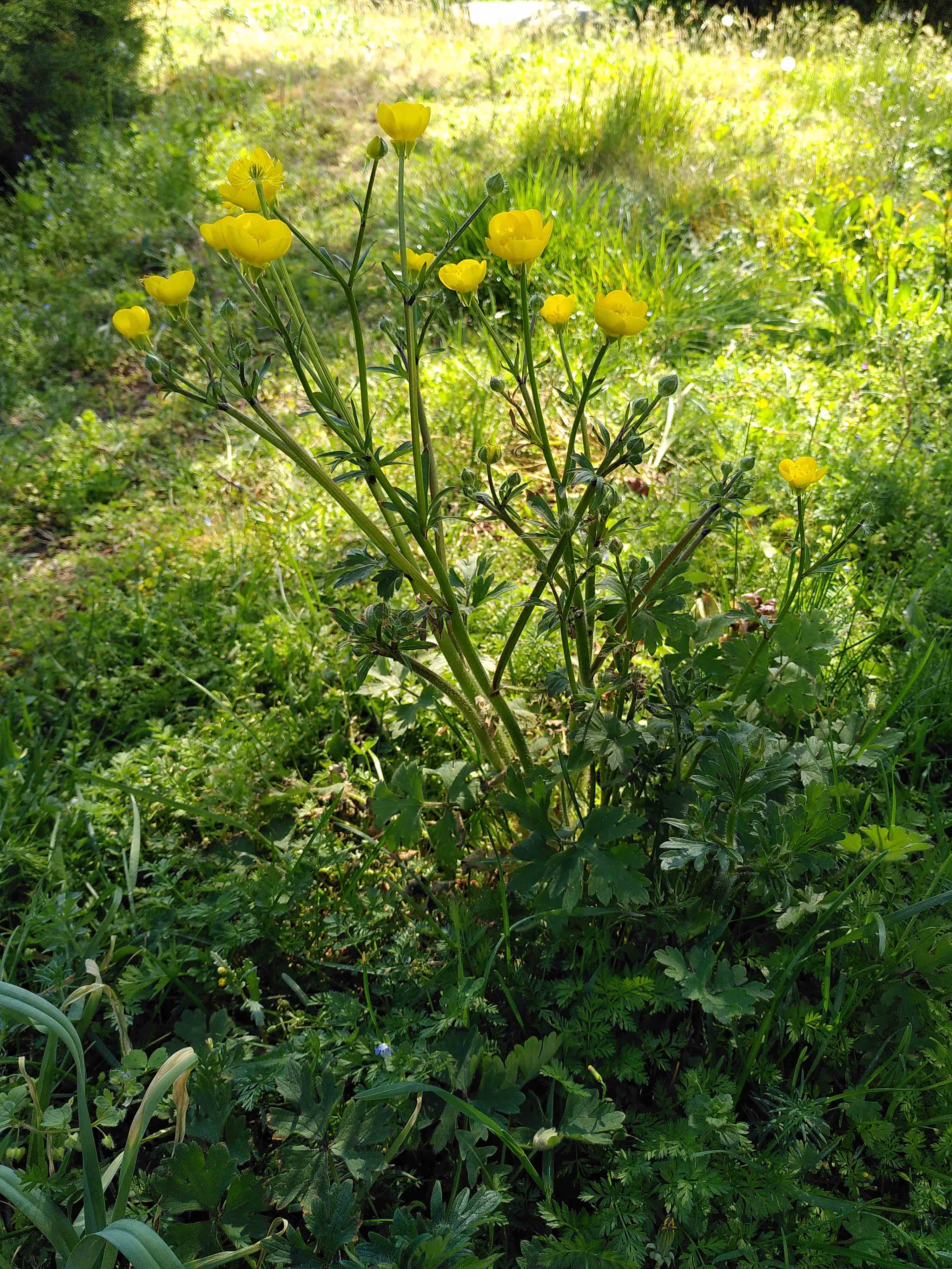 Annexe Renoncule 1.jpg