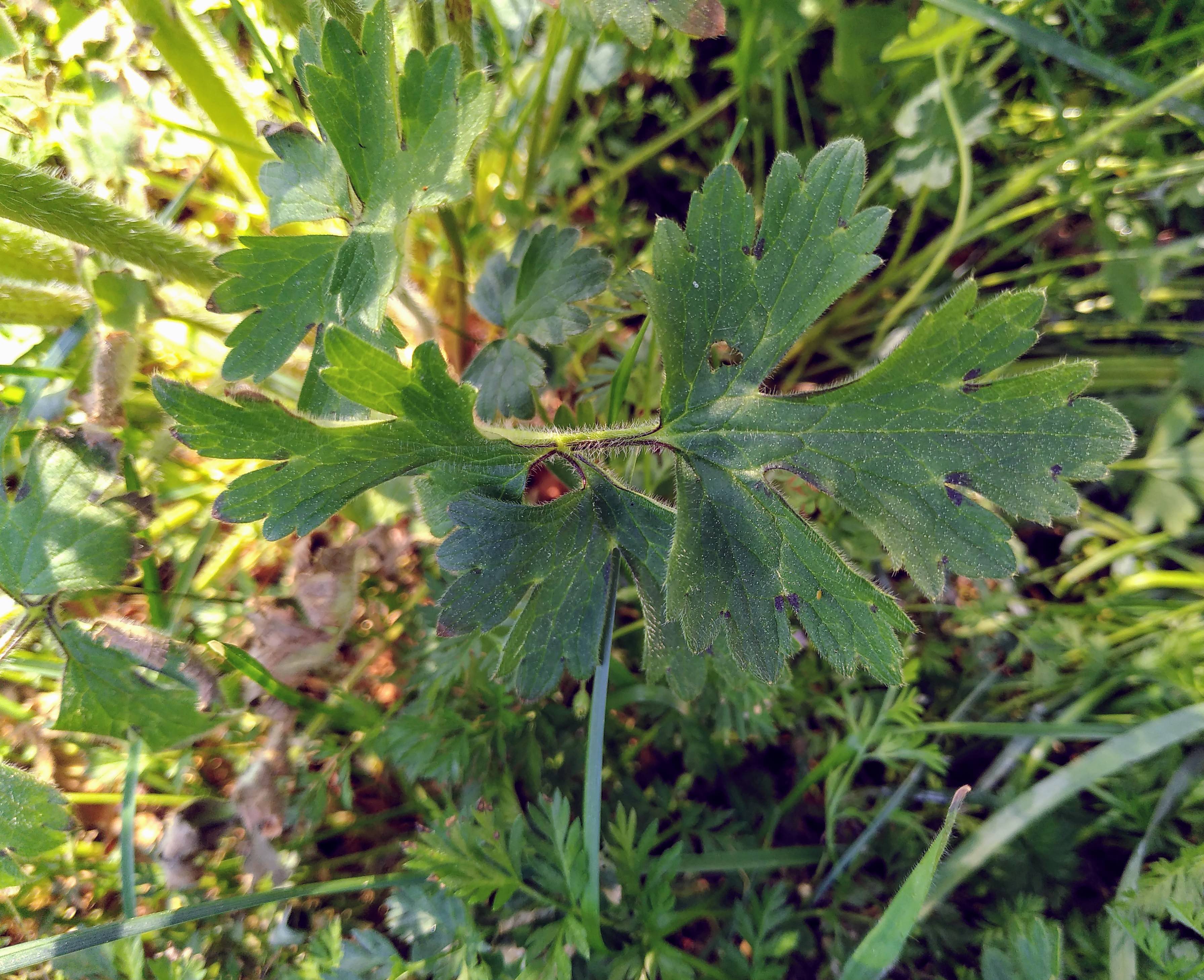 Annexe Renoncule Feuille.jpg