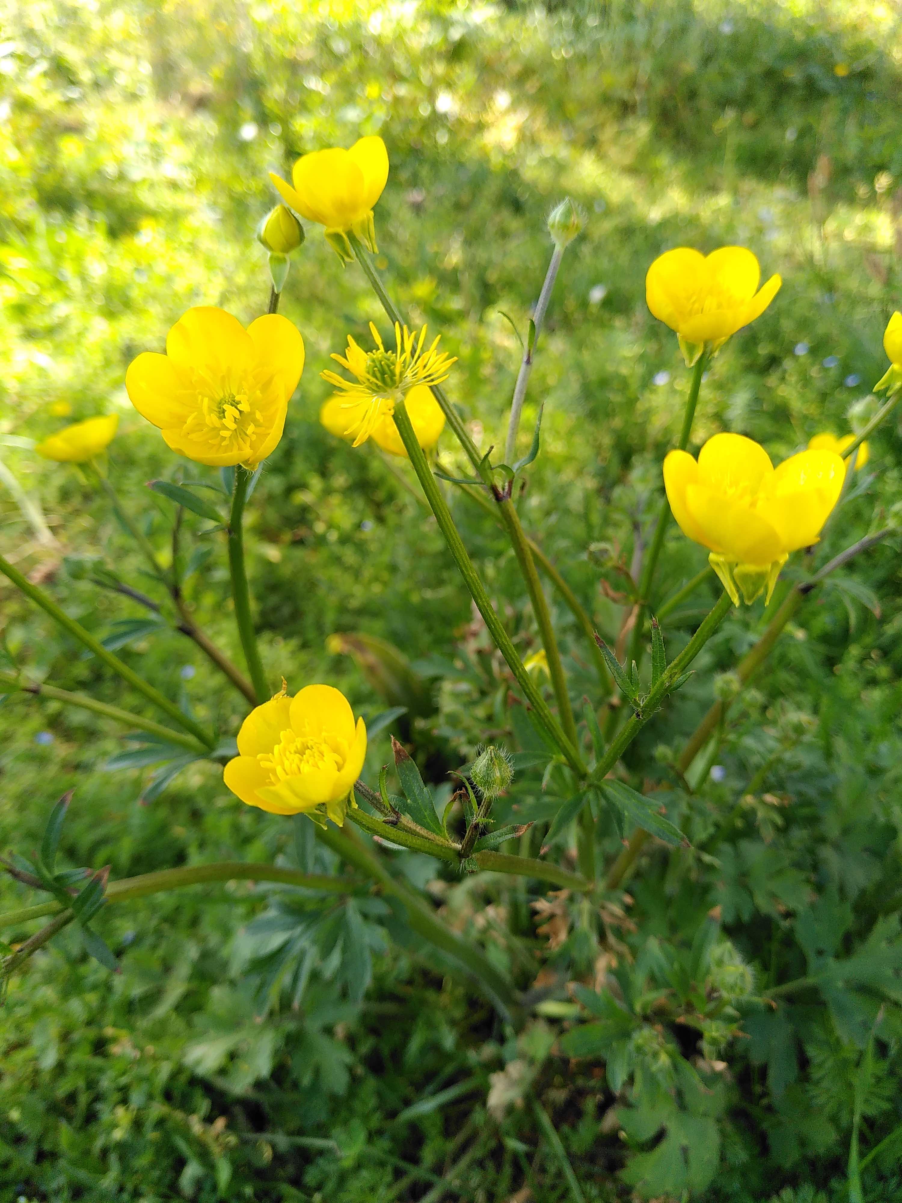 Annexe Renoncule Fleurs .jpg