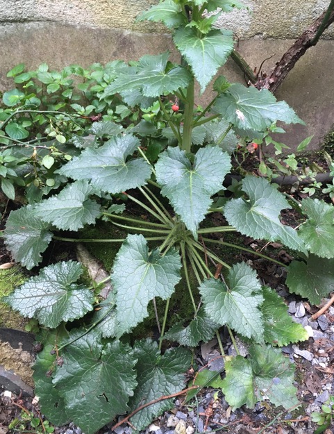 Annexe IMG_7479.jpeg