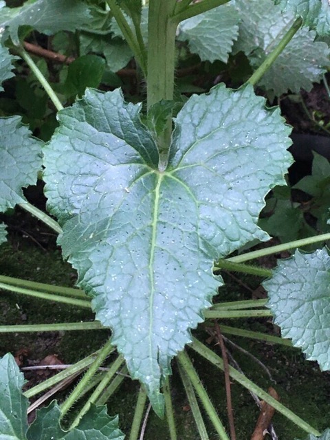 Annexe IMG_7483.jpeg