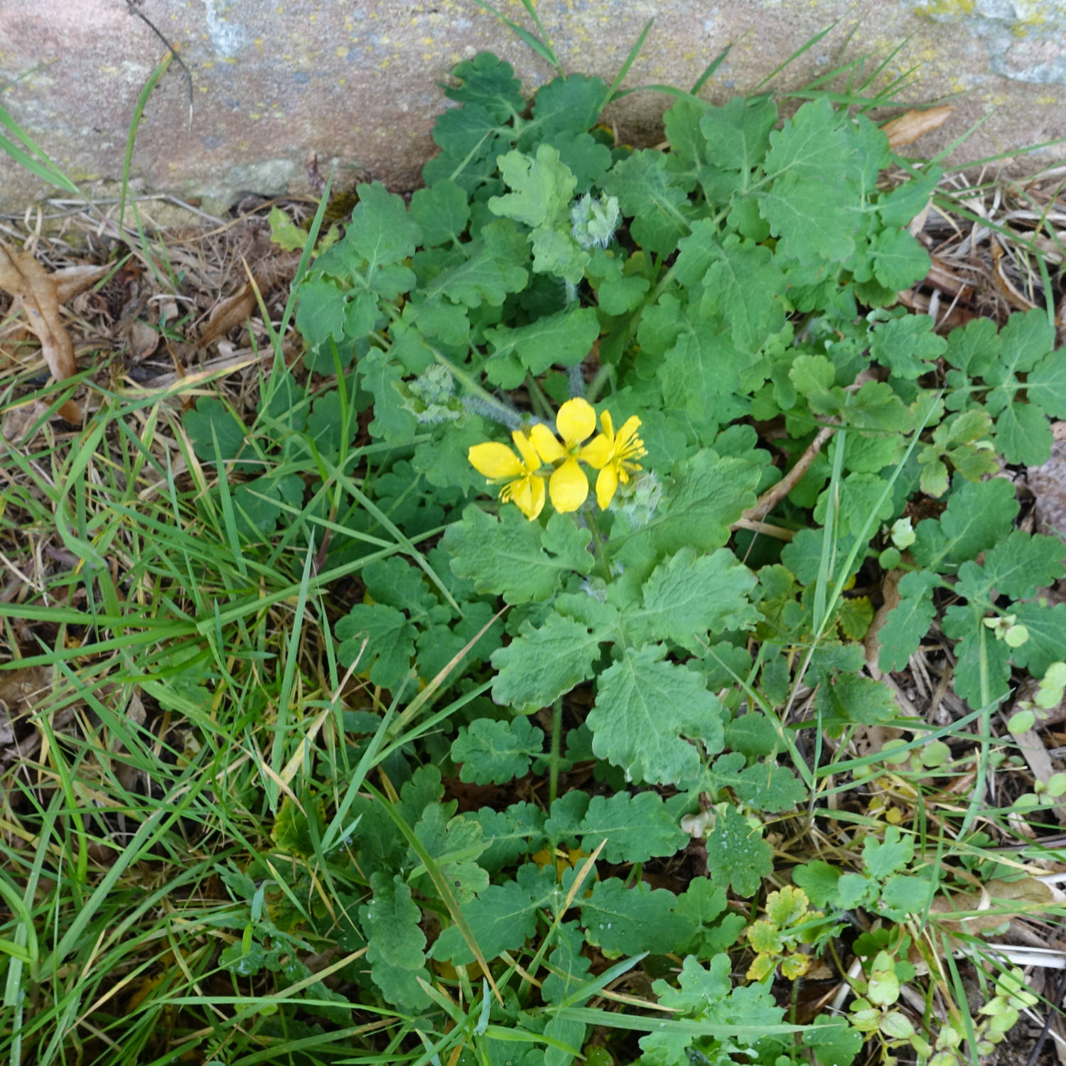 Annexe Grande Chélidoine #1 _JPiot.jpg