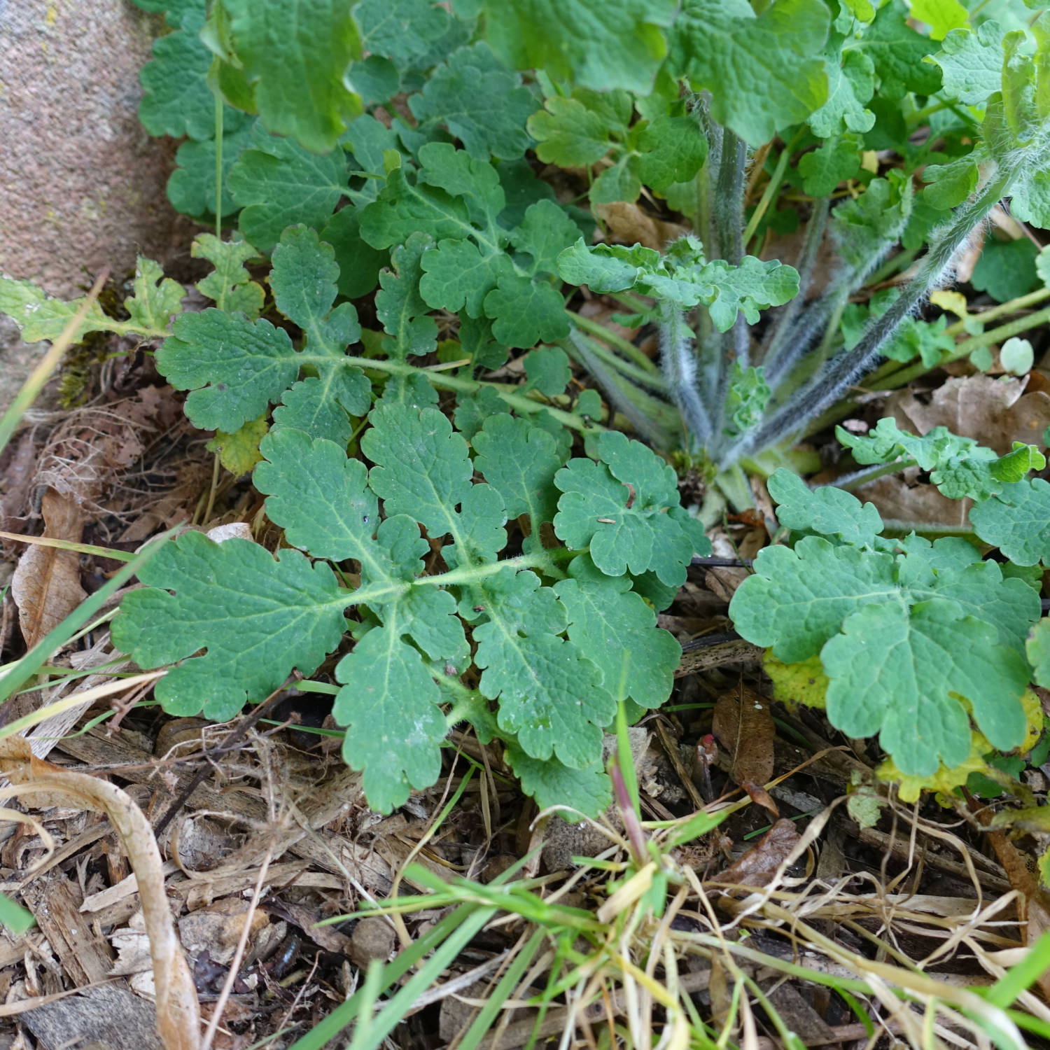 Annexe Grande Chélidoine #2 _JPiot.jpg