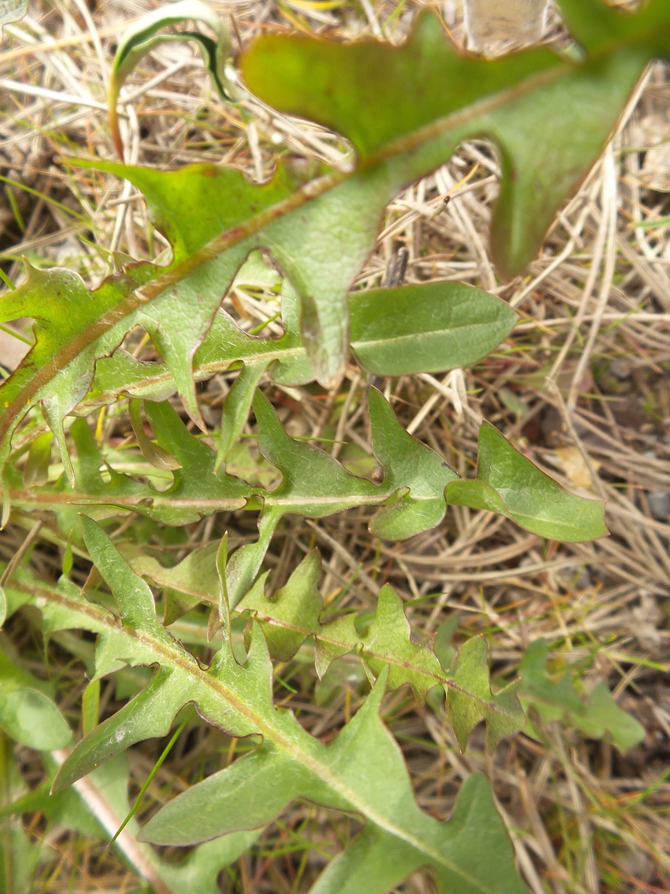 Annexe 1-1-Pissenlit feuilles.jpg