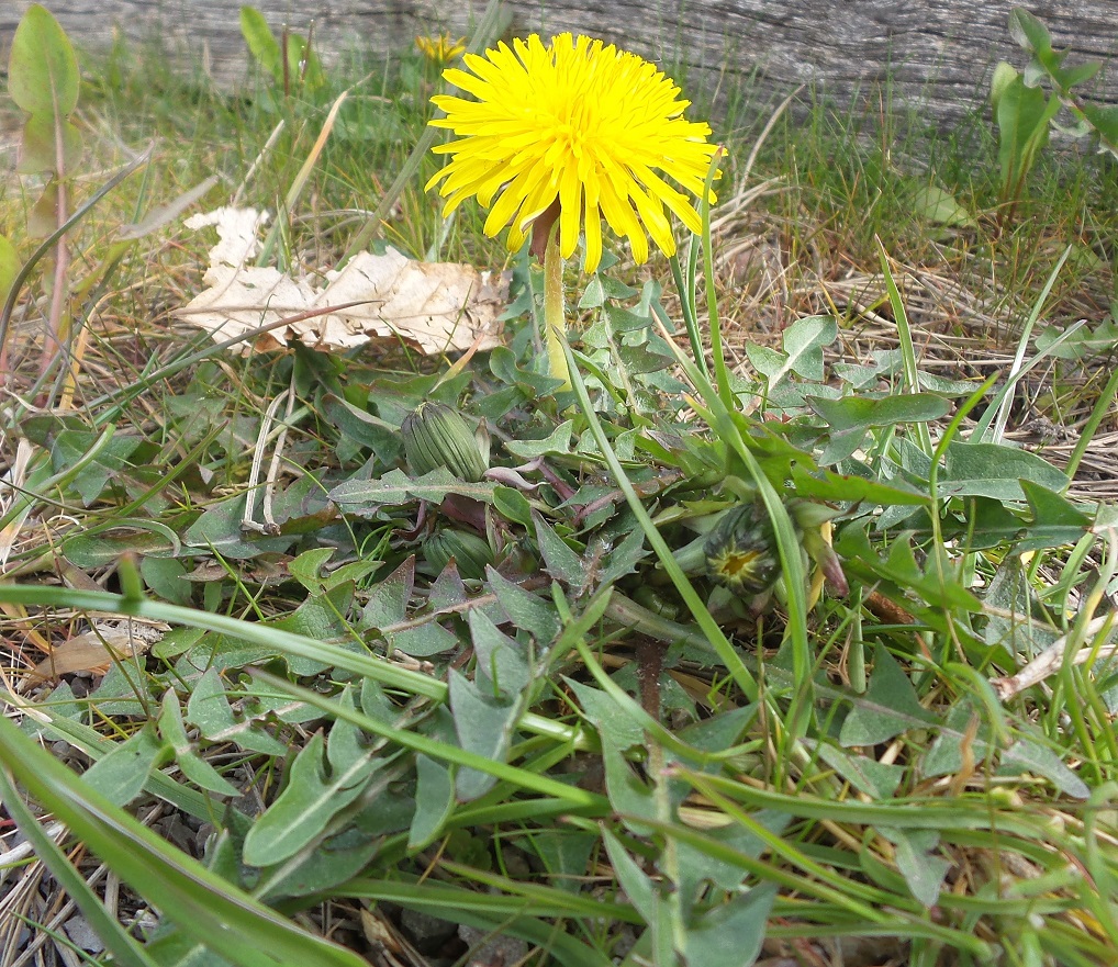 Annexe 1-1-Pissenlit vue générale.jpg