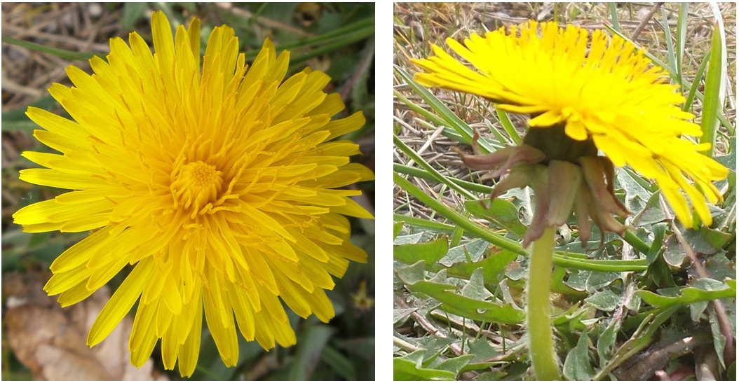 Annexe 1-1-Pissenlit.jpg