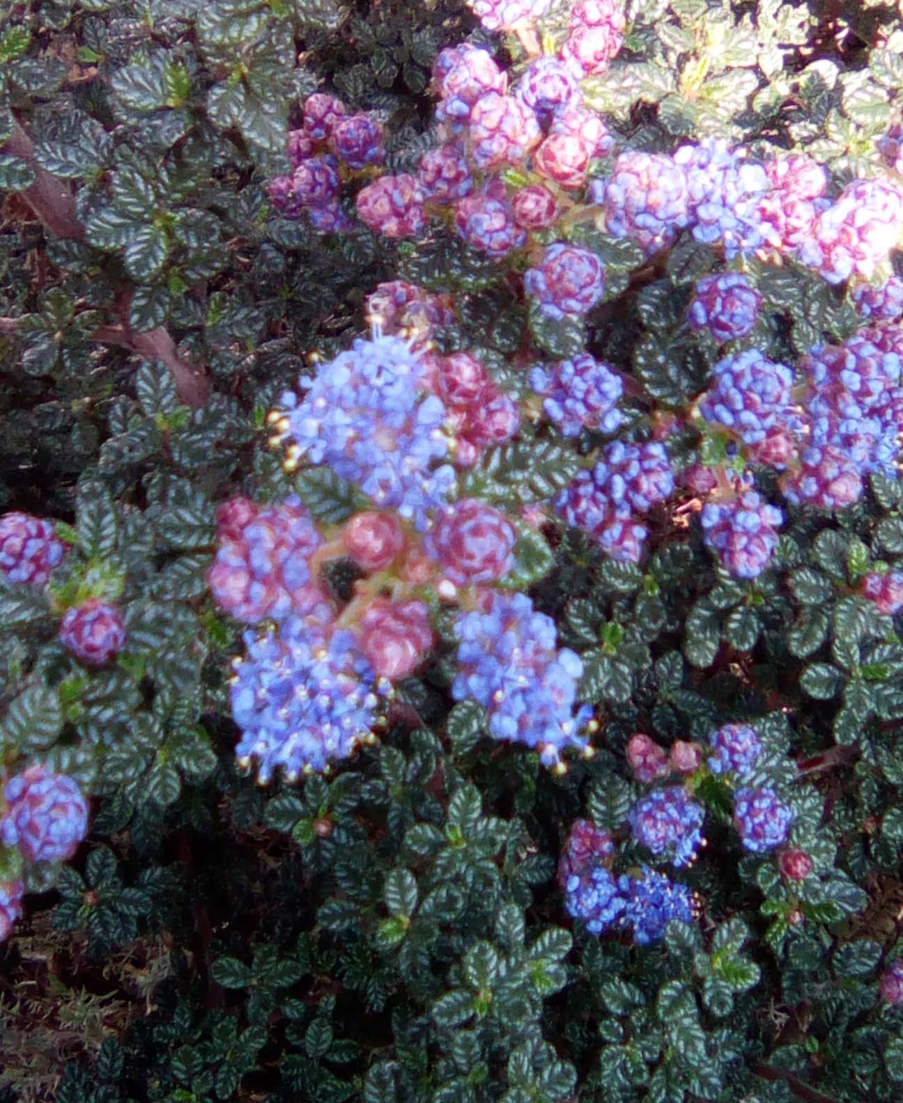 Annexe ceanothe fleurs et feuilles.jpg