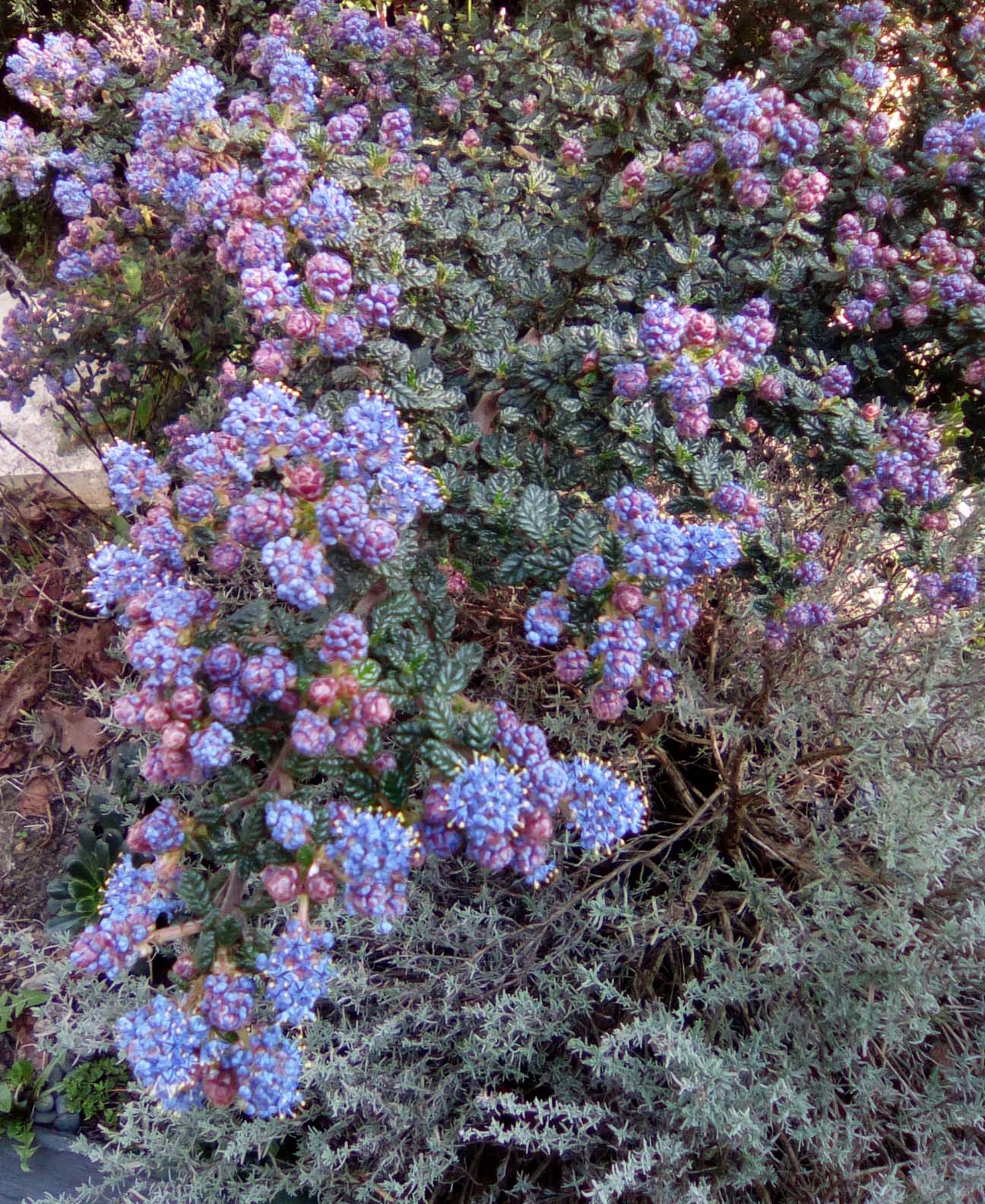 Annexe ceanothe forme globale.jpg