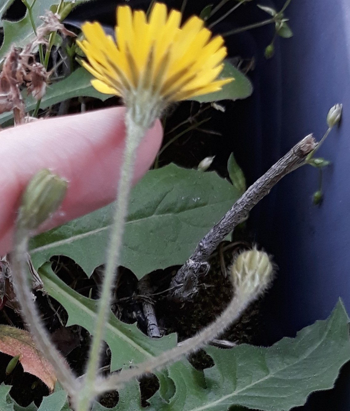 Annexe Crepis sancta 1 (3).jpg