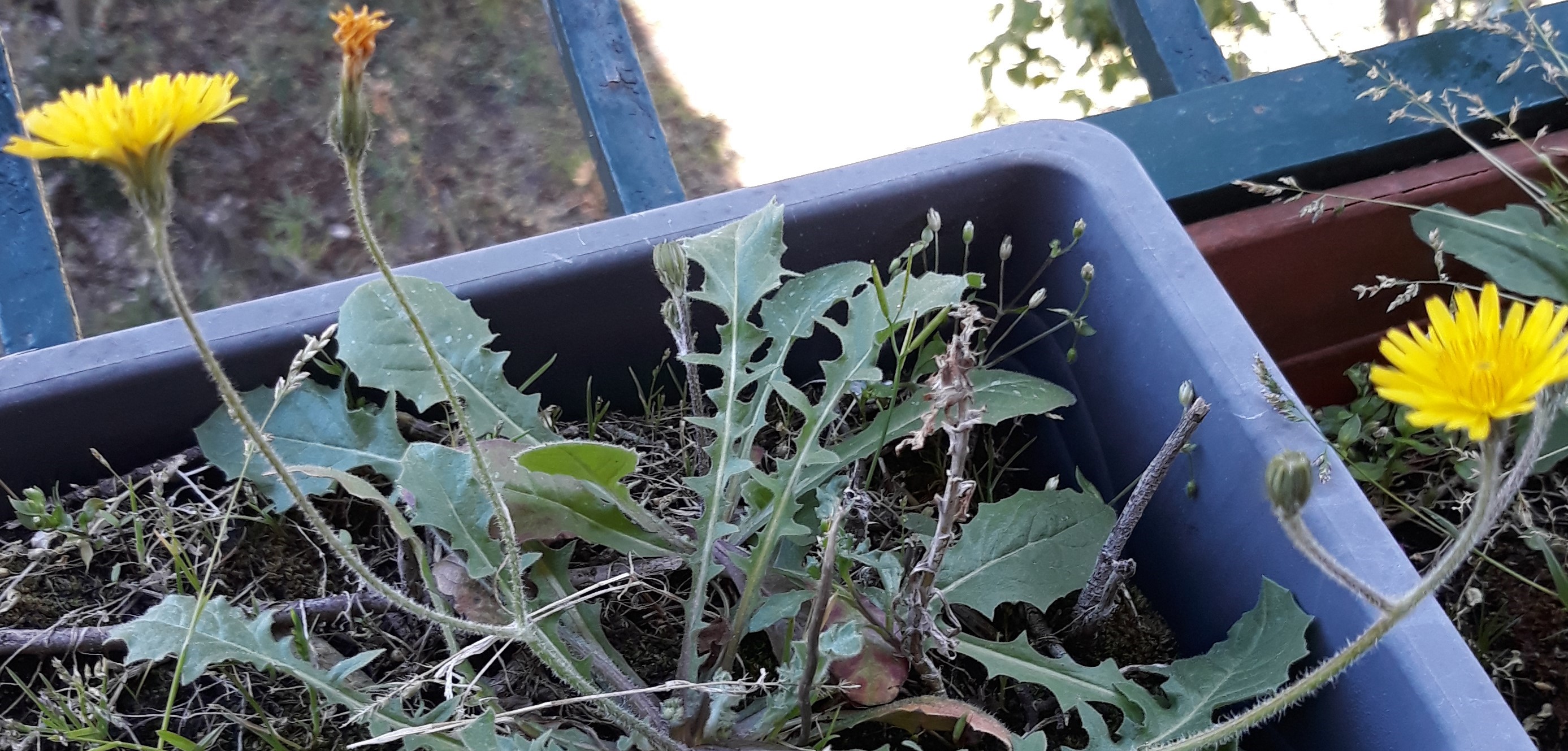 Annexe Crepis sancta 2 (3).jpg