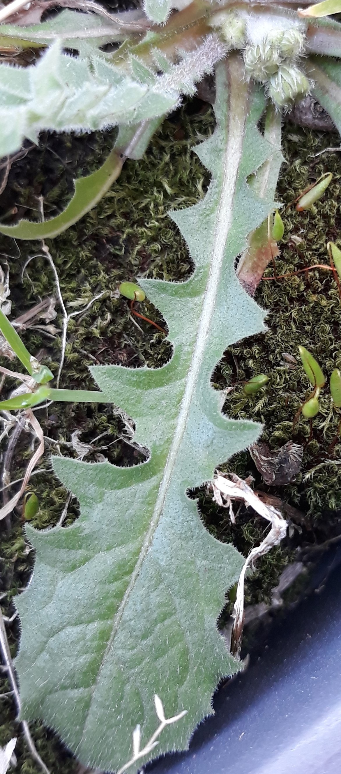 Annexe Crepis sancta 3 (3).jpg