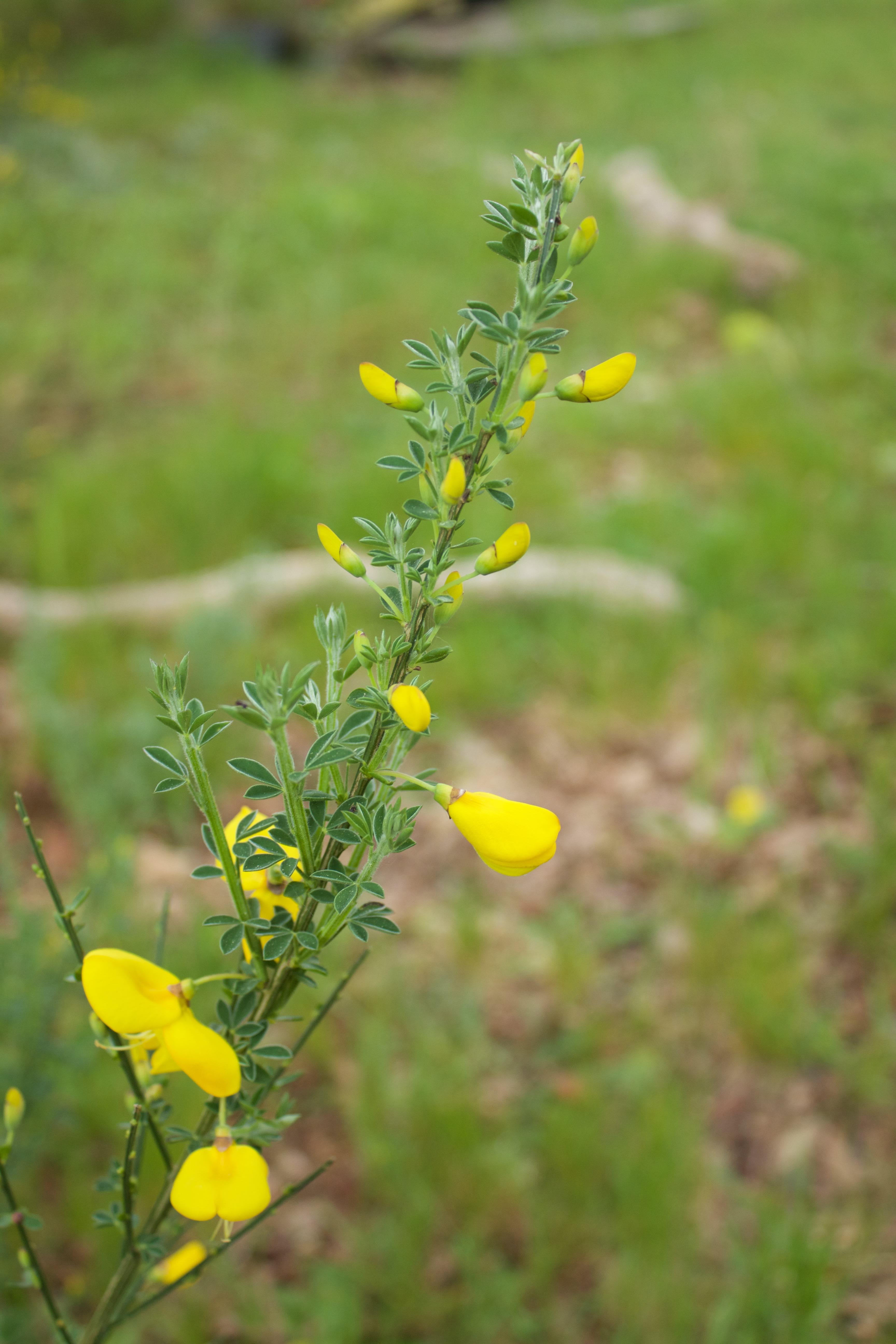 Annexe IMG_7541 - copie.jpg