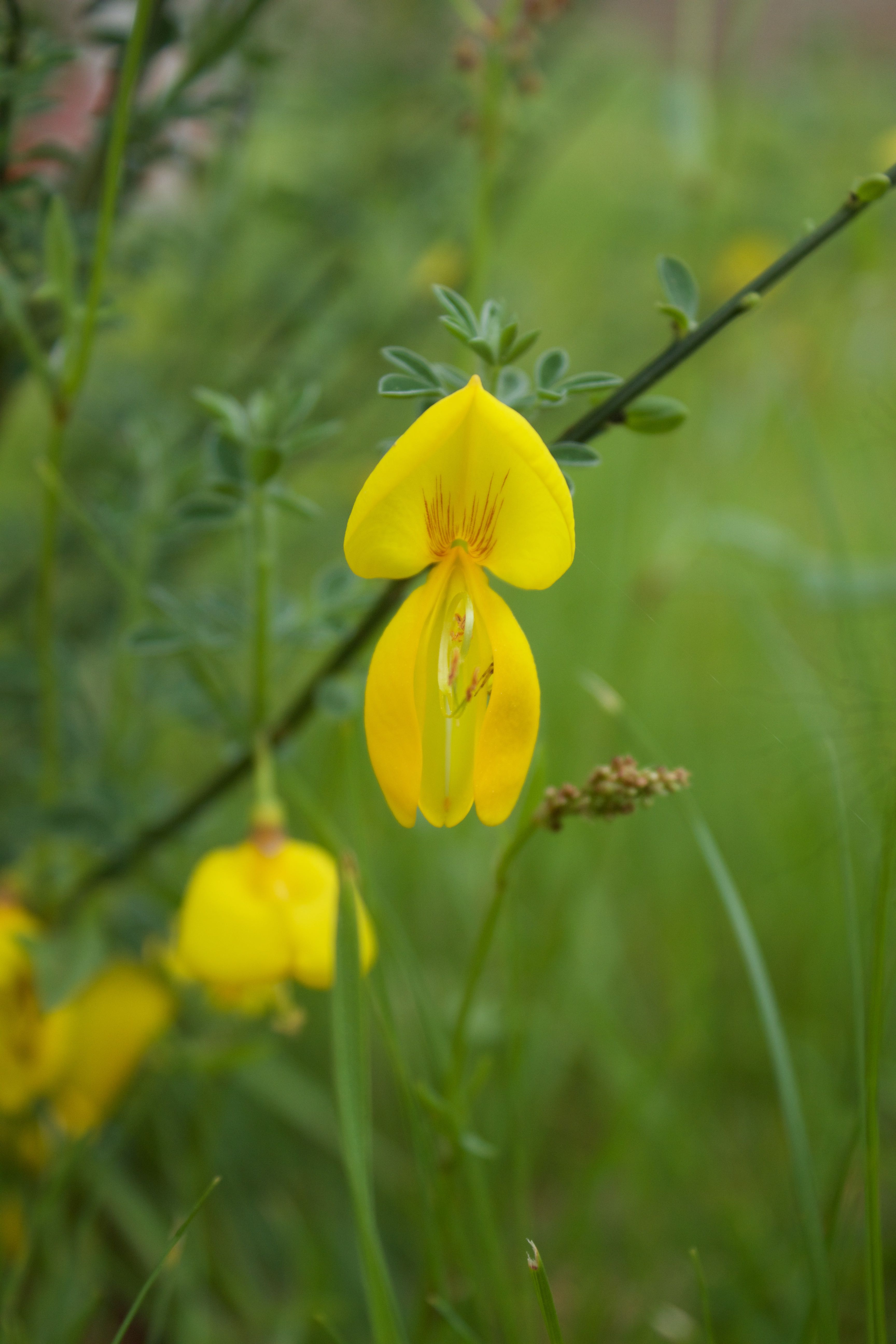 Annexe IMG_7544 - copie.jpg