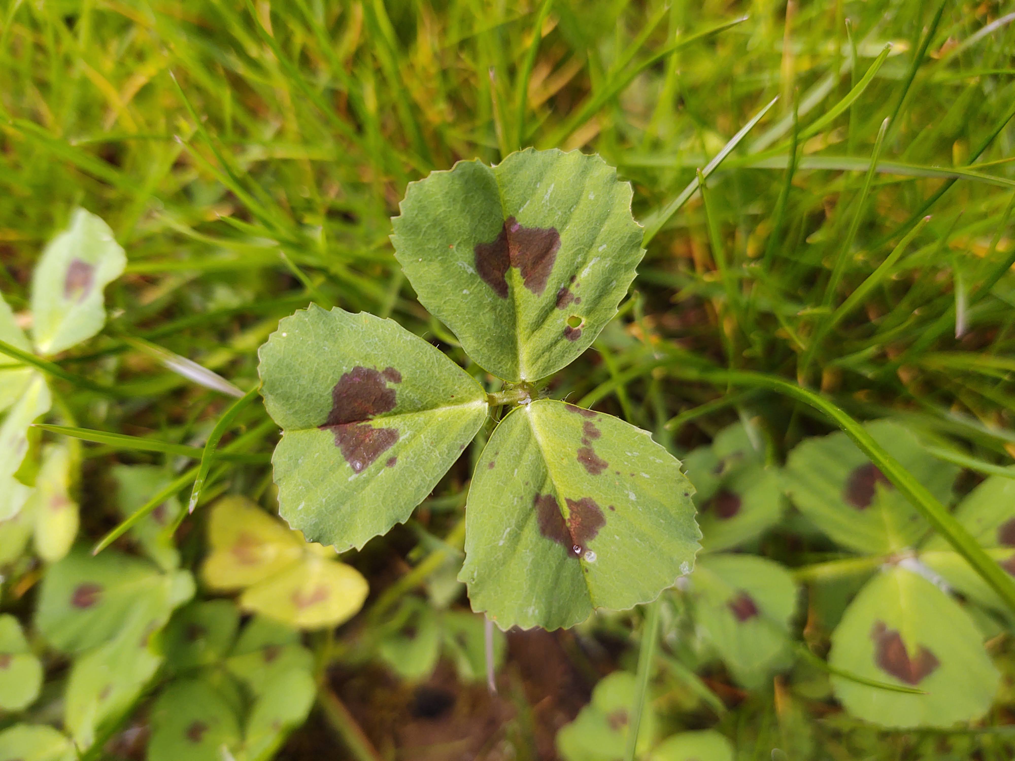 Annexe IMG_20200406_172911637.jpg