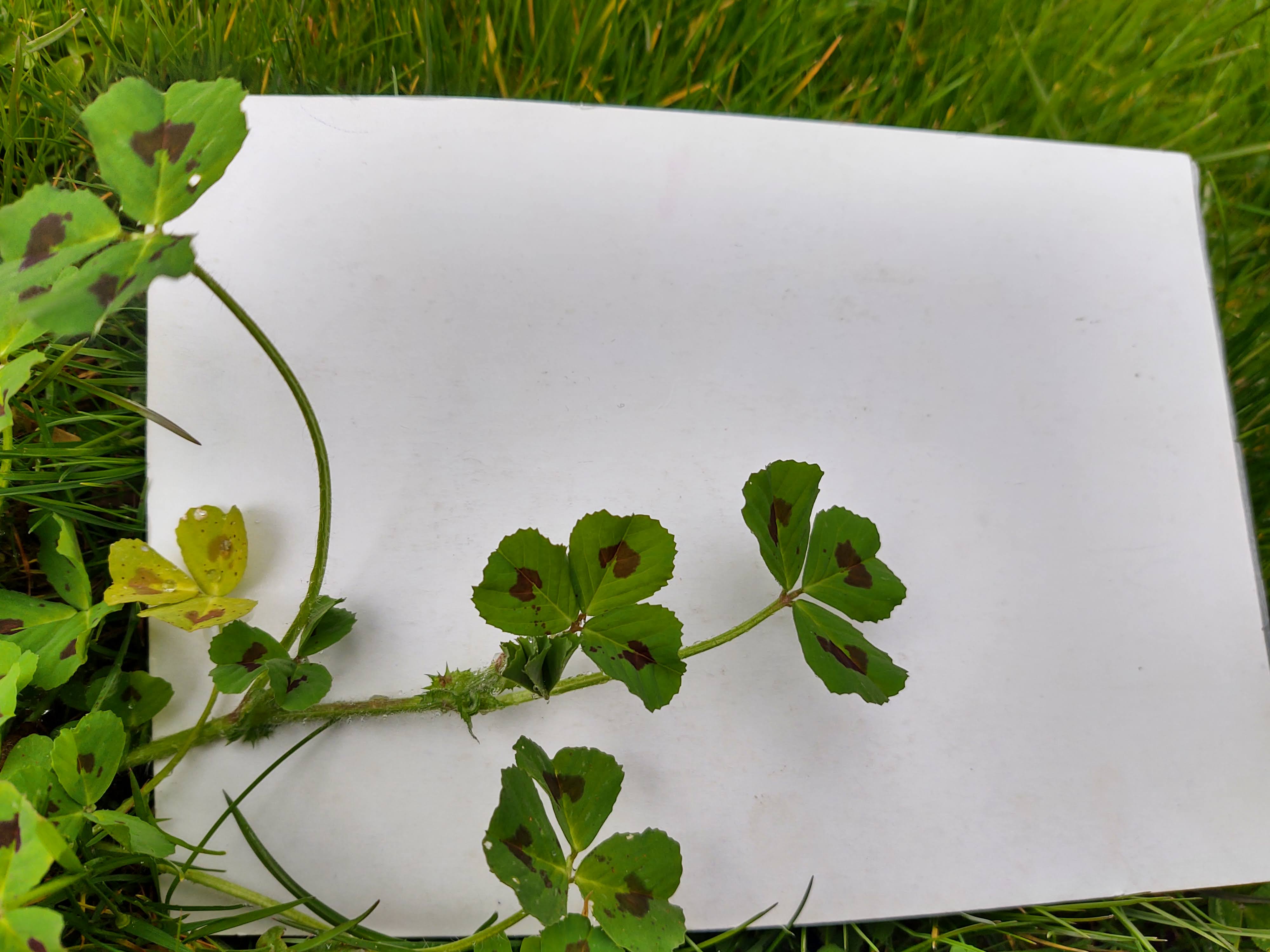 Annexe IMG_20200406_172931653_HDR.jpg