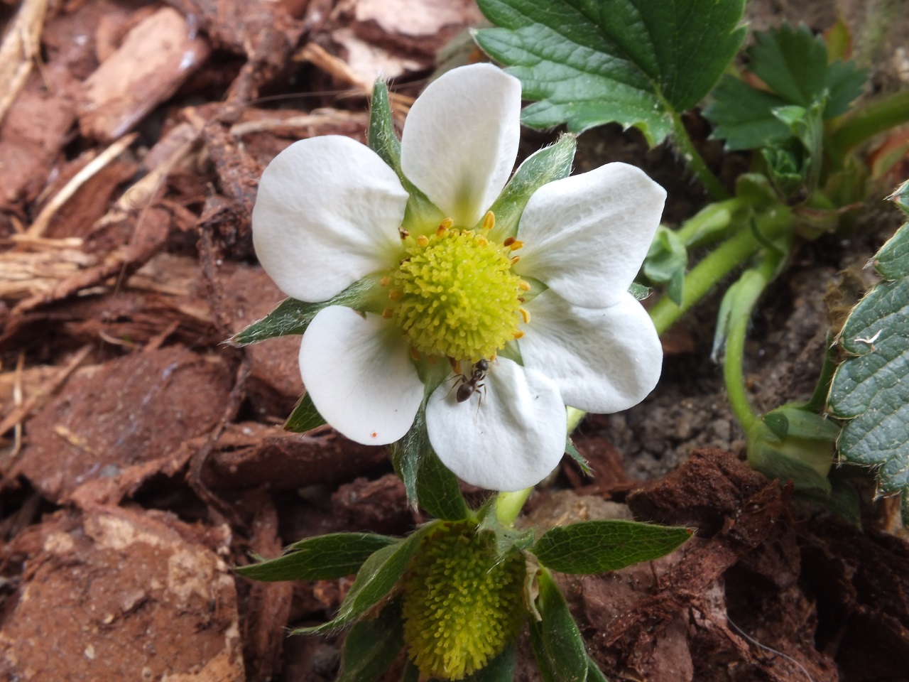 Annexe DSCF5056-.jpg