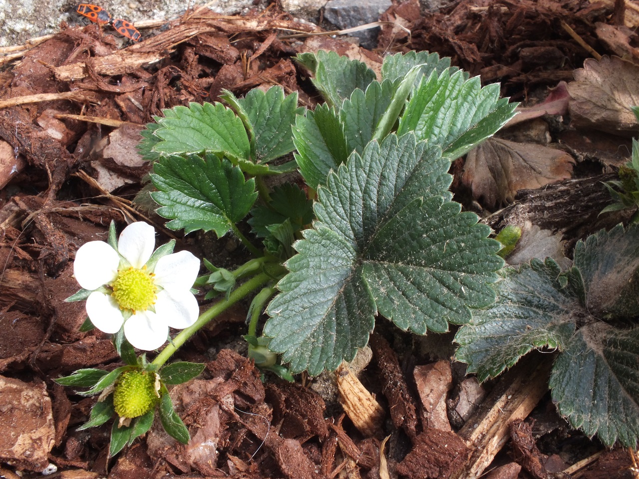 Annexe DSCF5058-.jpg