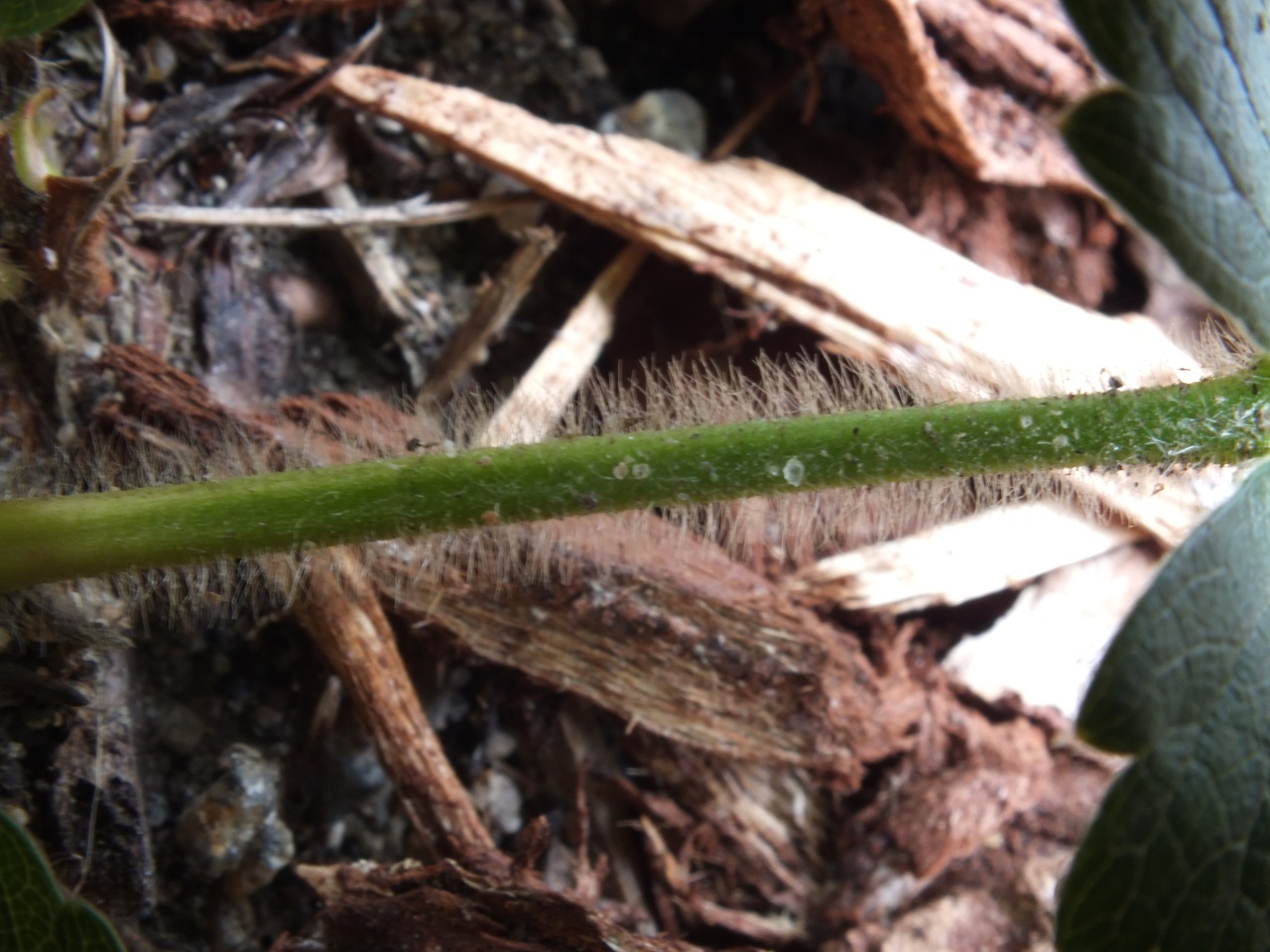 Annexe DSCF5061-.jpg