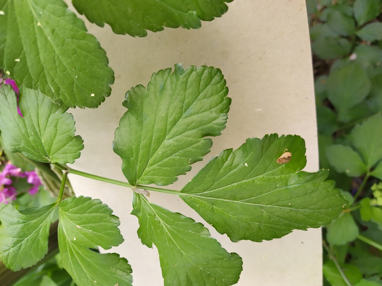 Annexe FEUILLES MACERON OU PAS .jpg