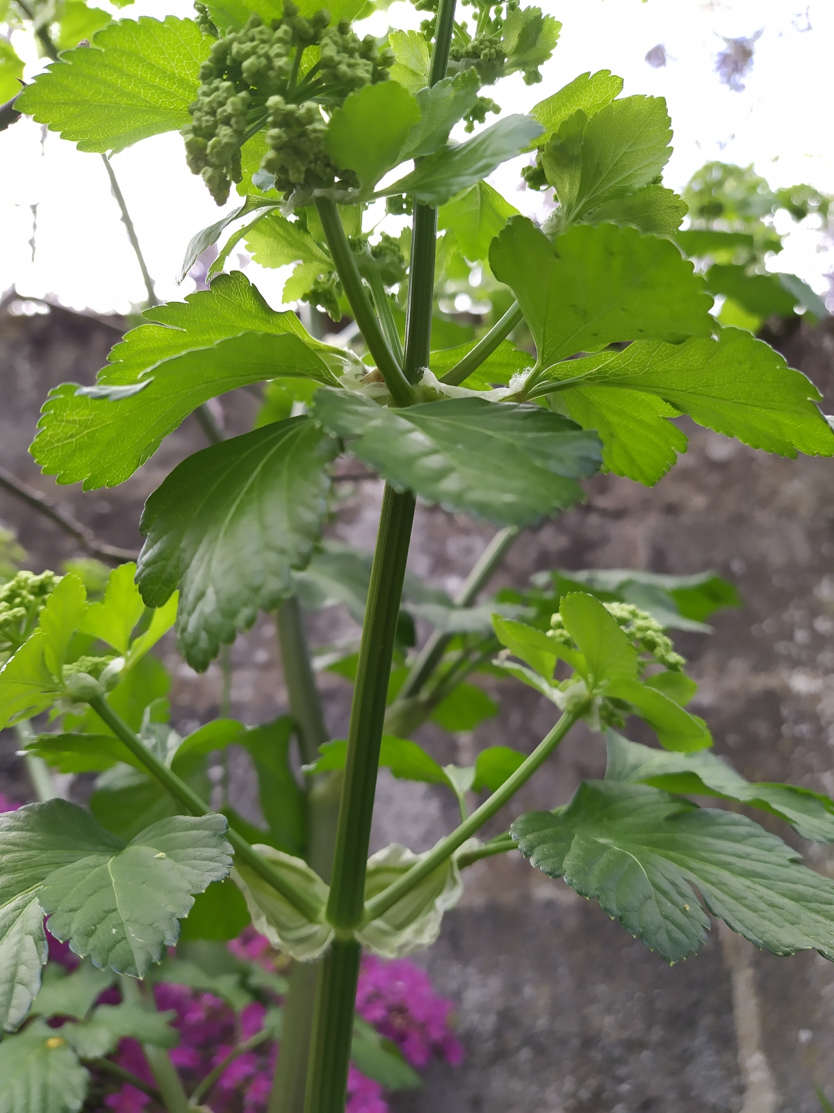 Annexe MACERON OU PAS.jpg