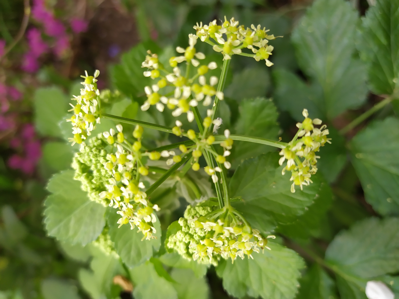 Annexe OMBELLIFERE MACERON.jpg