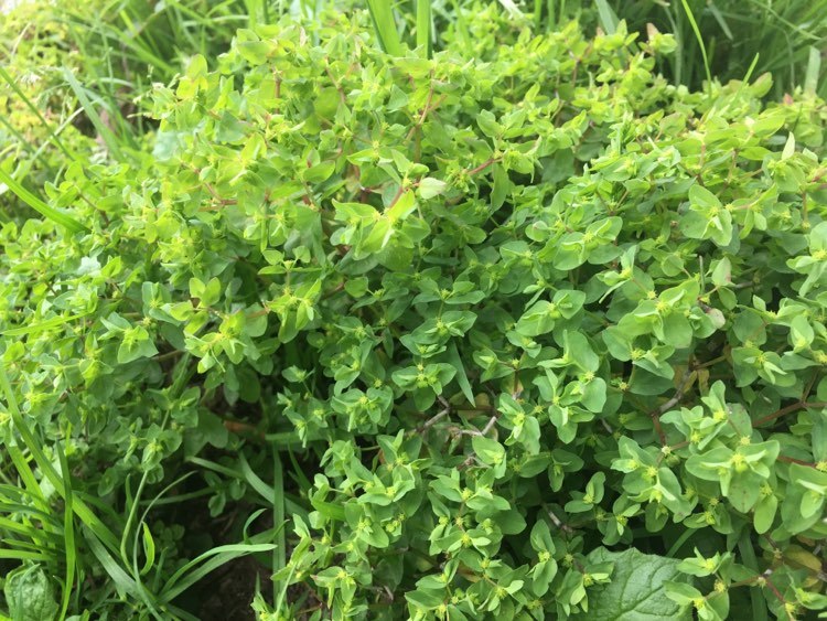 Annexe 92433846_529031644470090_2043395072631767040_n.jpg