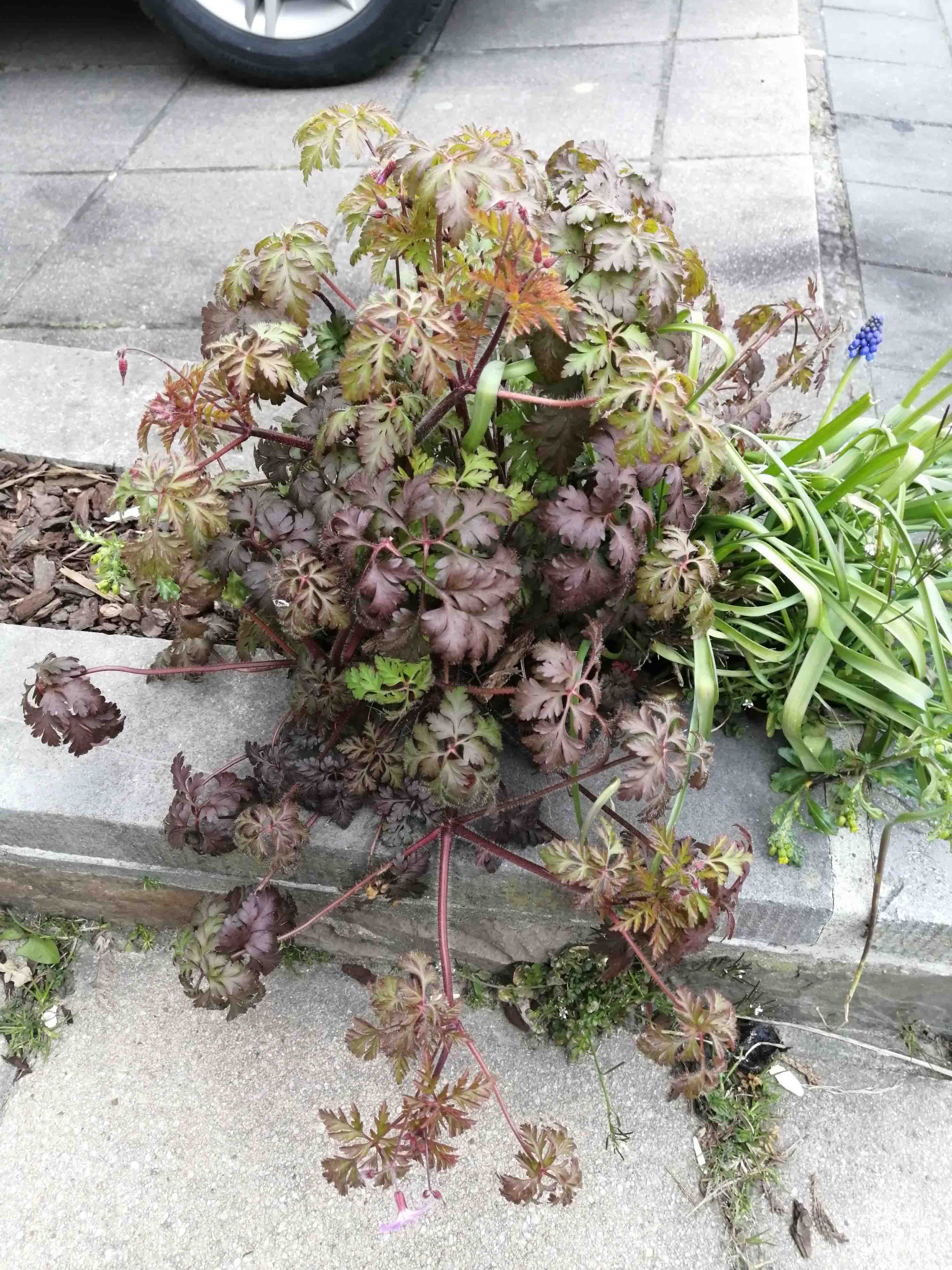 Annexe IMG_20200403_190712_Small.jpg