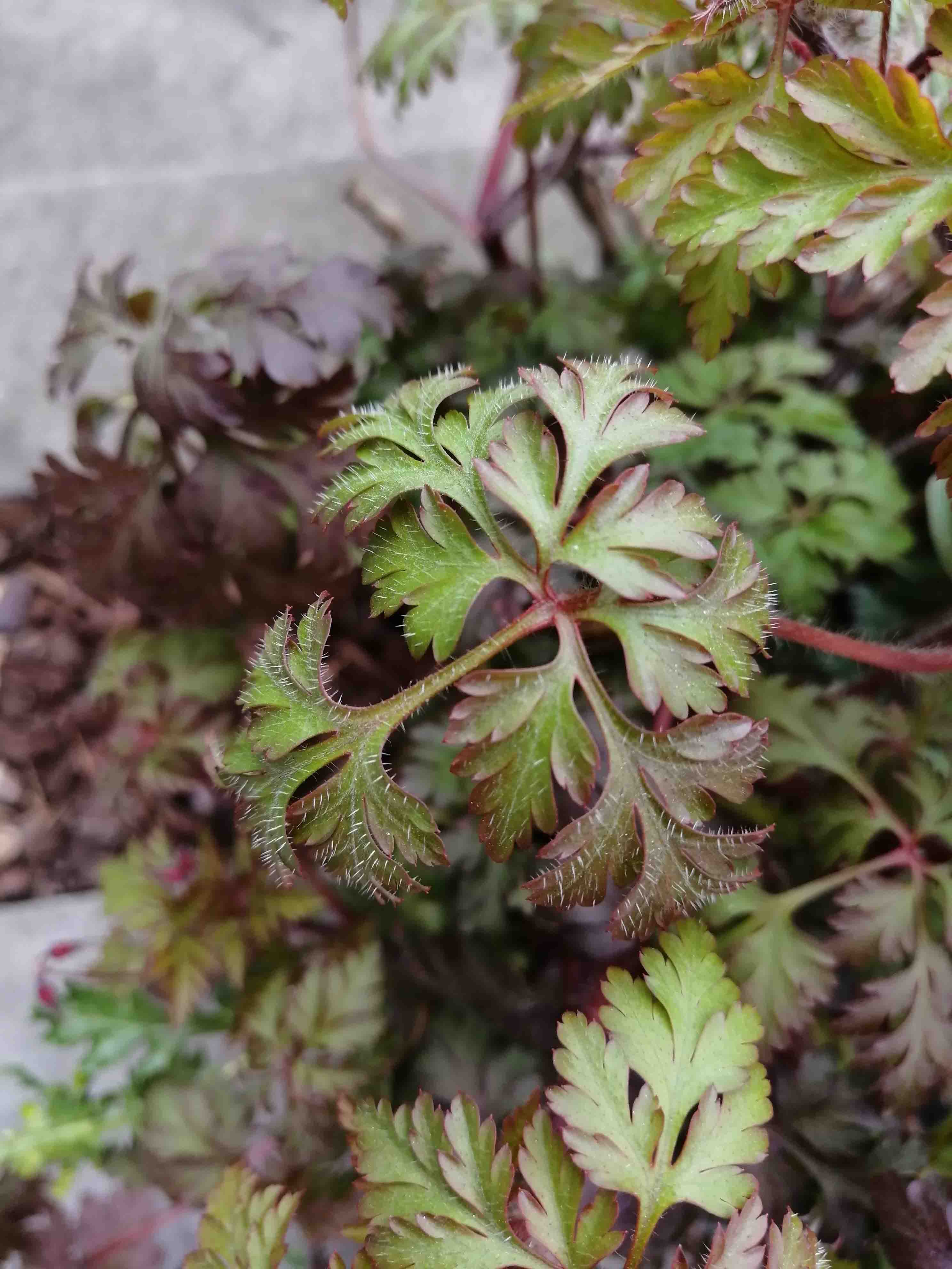 Annexe IMG_20200403_190721_Small.jpg