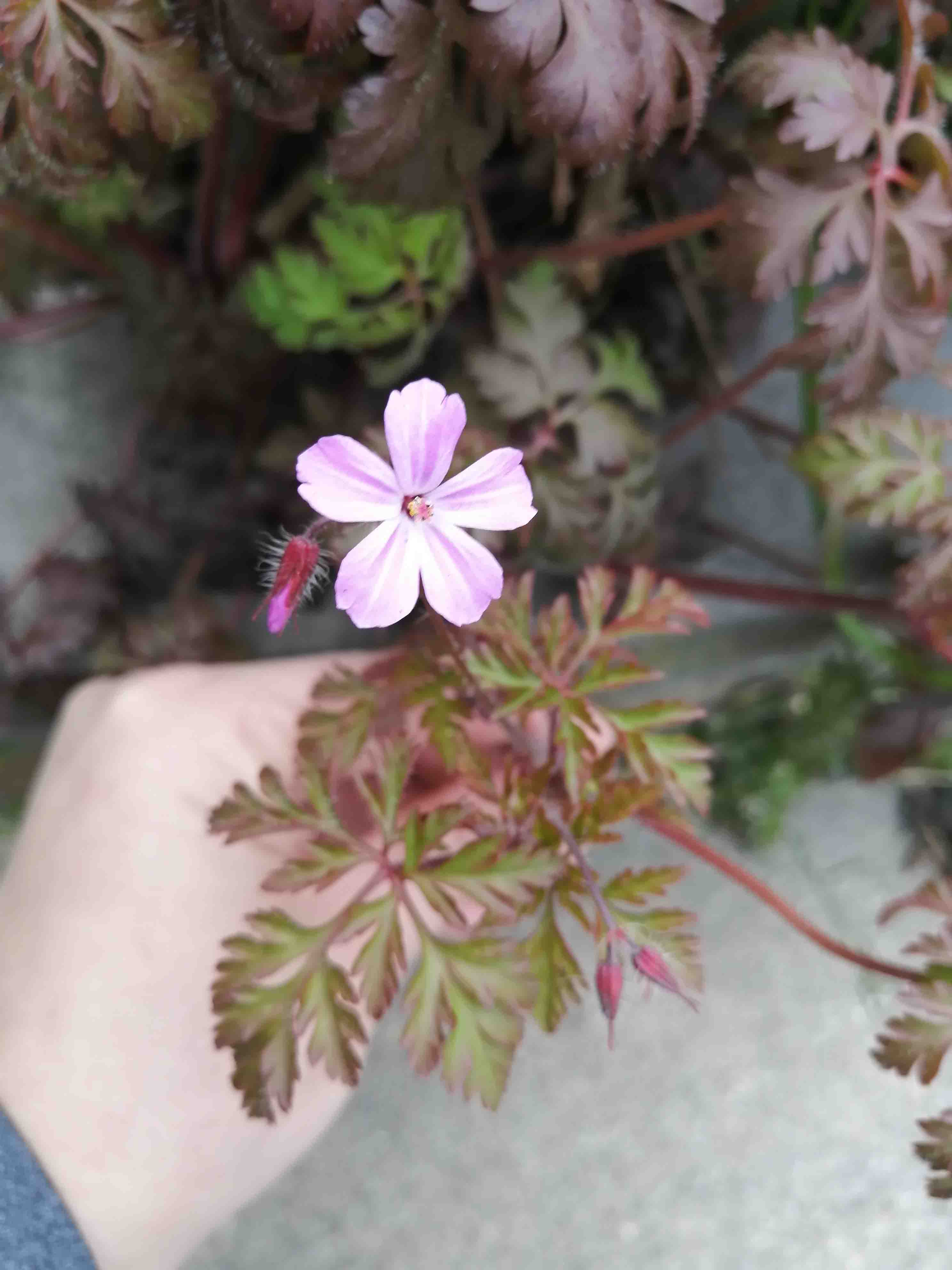 Annexe IMG_20200403_190815_Small.jpg