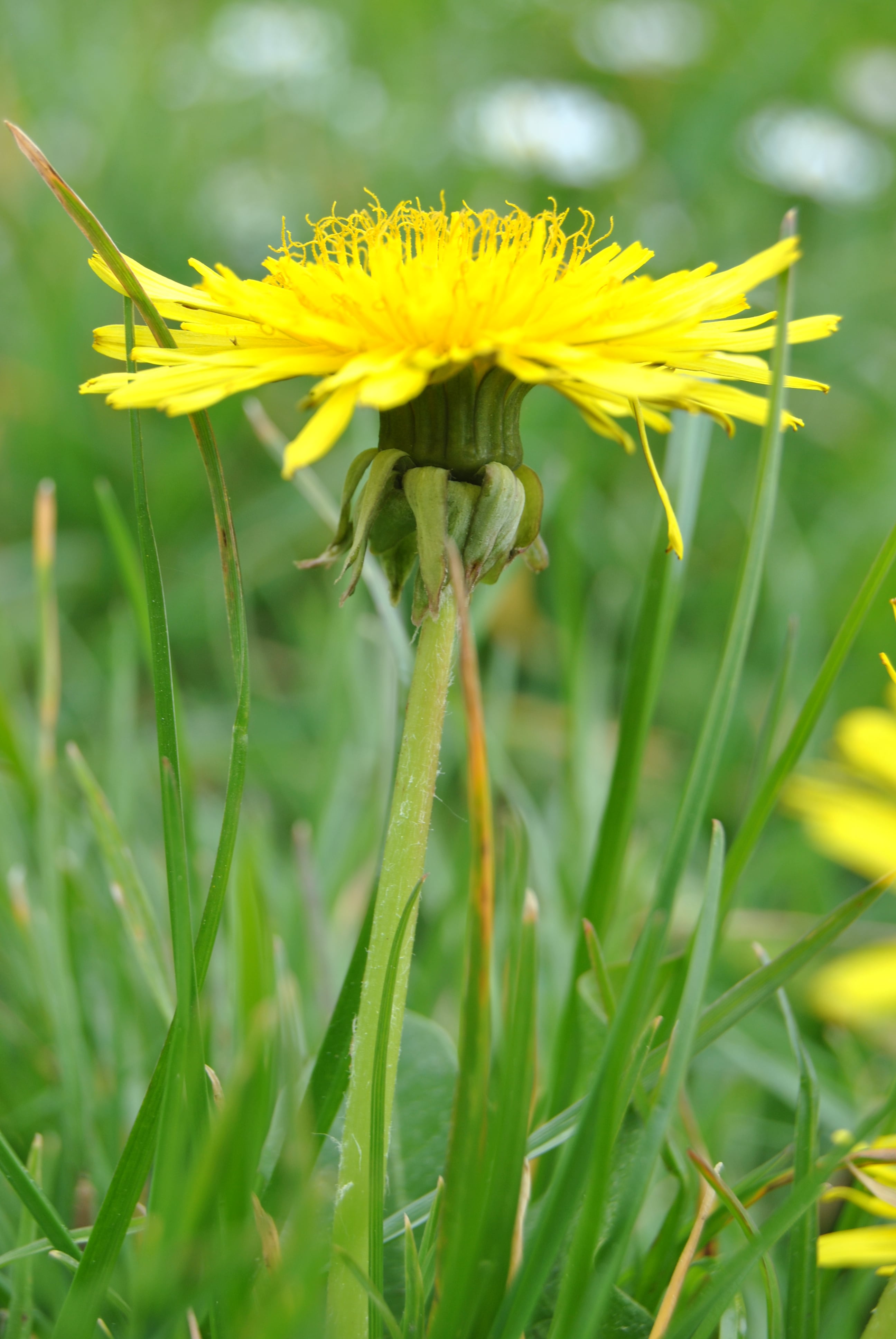 Annexe Crepis sancta profil.JPG
