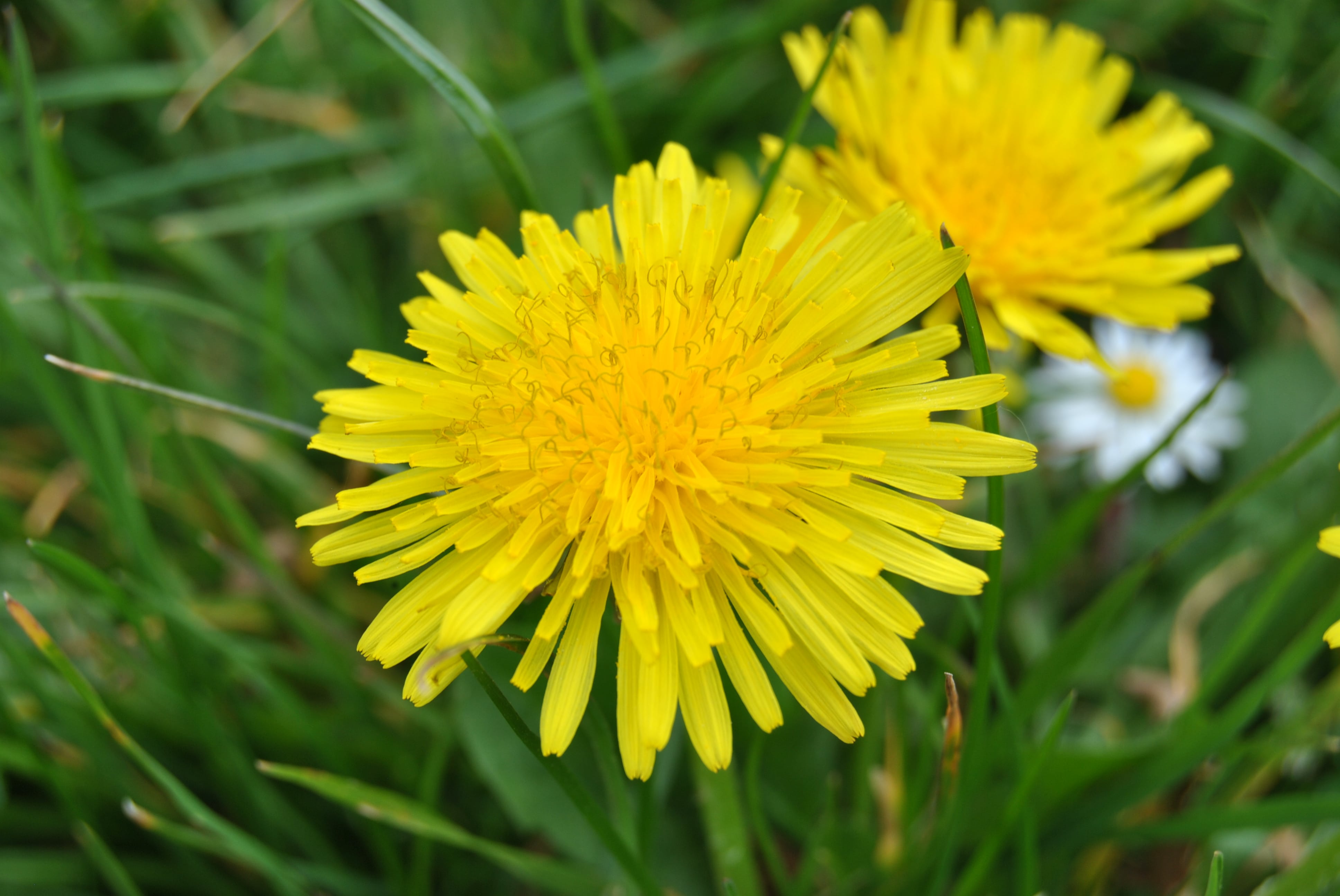 Annexe Crepis sancta.JPG