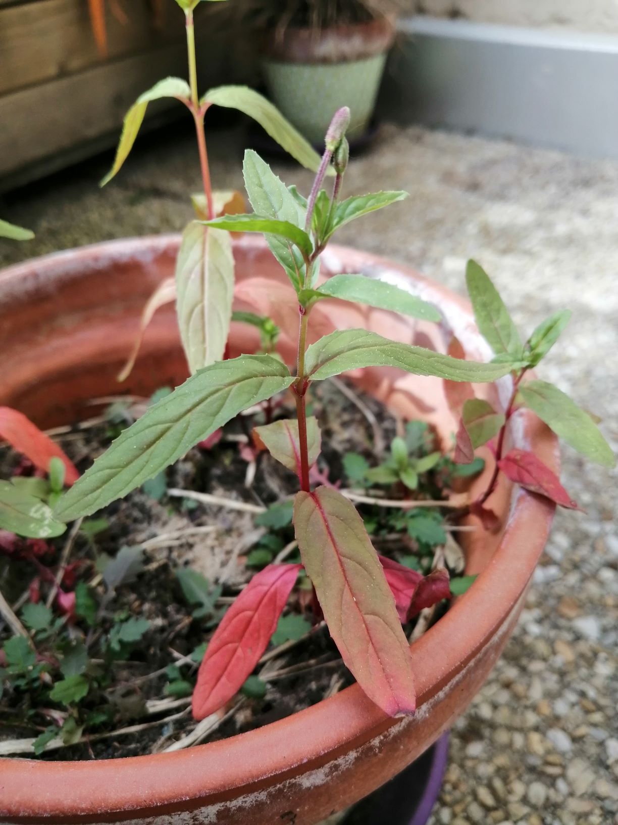 Annexe Epilobium ciliatum - Vue générale oblique.jpg
