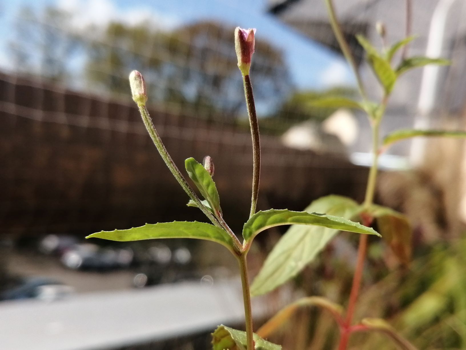 Annexe Epilobium ciliatum - fleur et tige.jpg