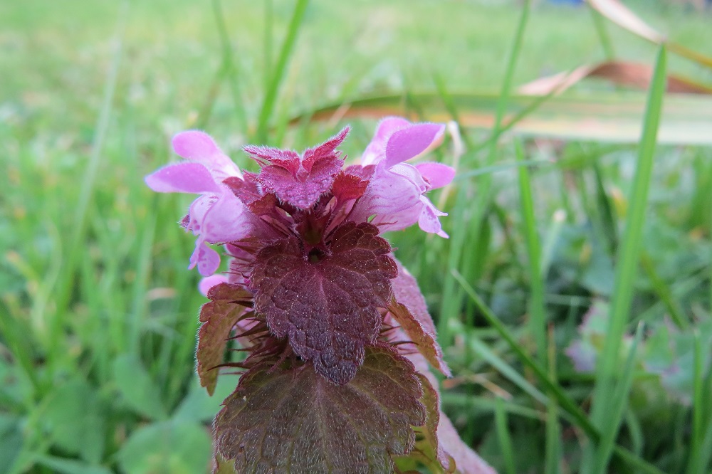 Annexe IMG_00112.jpg