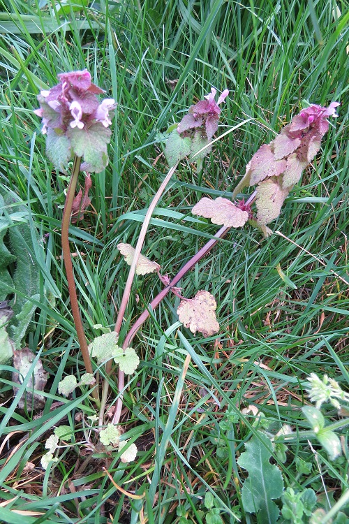 Annexe IMG_00132.jpg