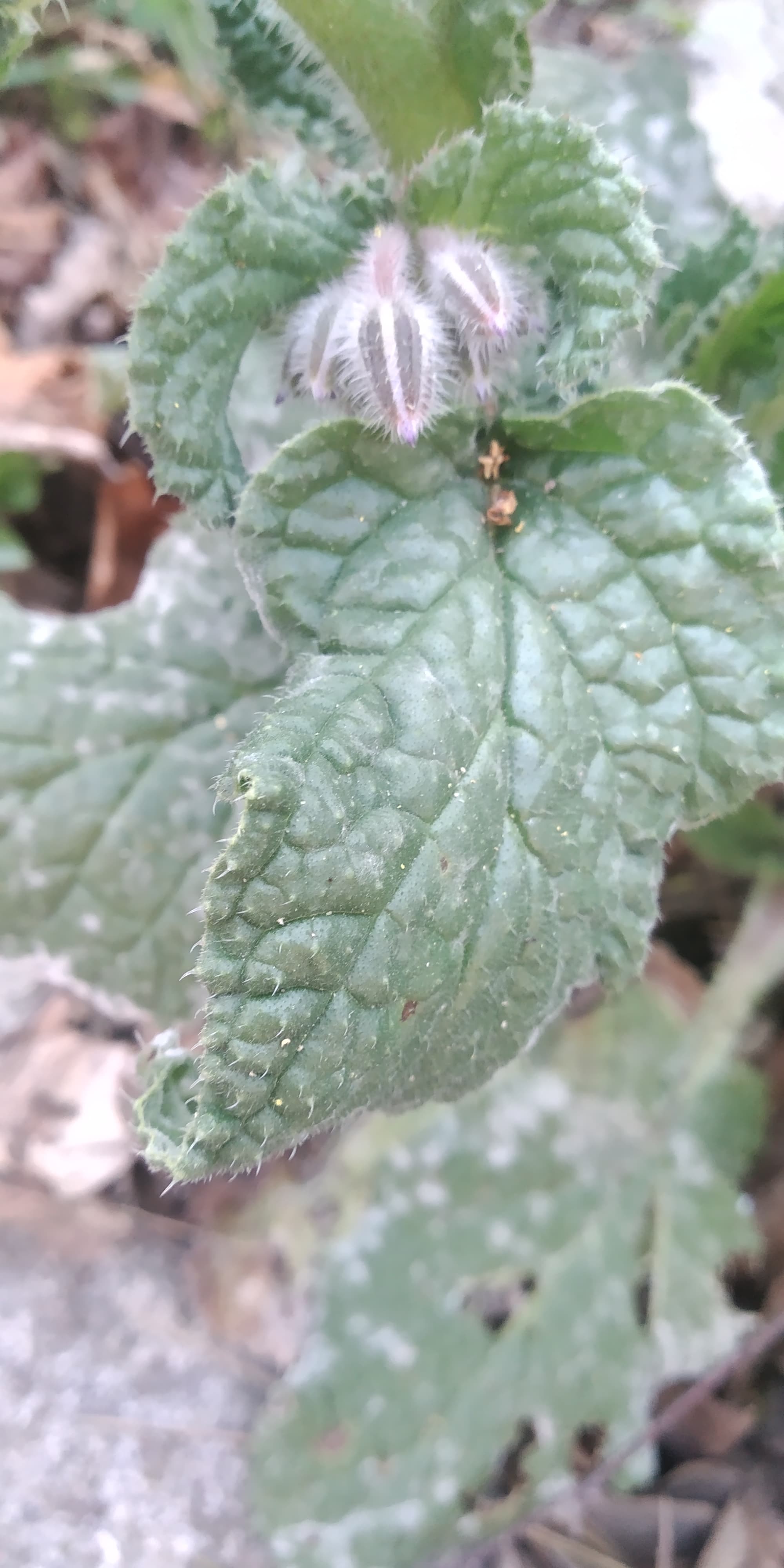 Annexe 92319996_2663582930540723_2364185196422496256_n.jpg