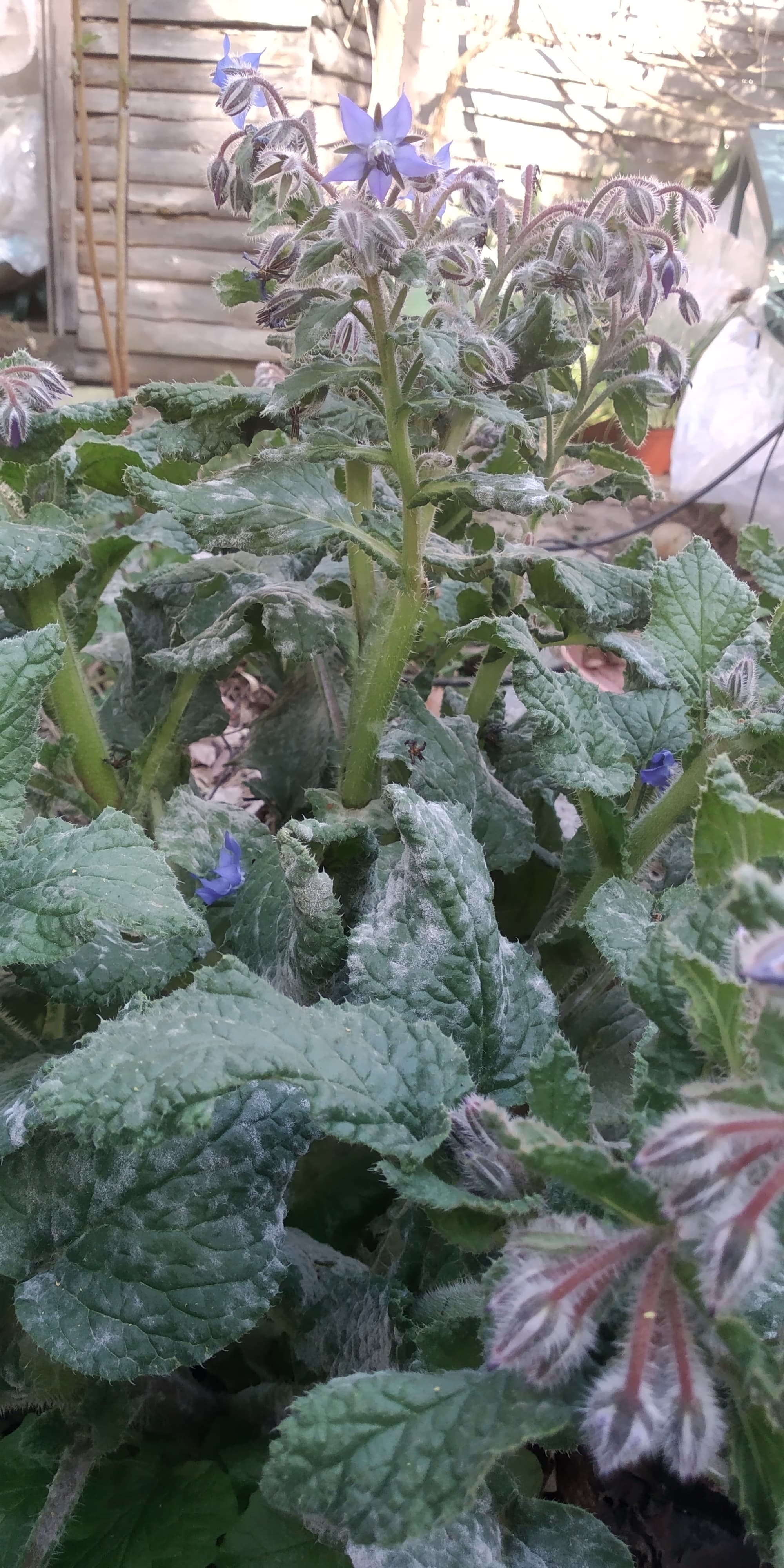 Annexe 92325294_567624084177439_6235327292906668032_n.jpg