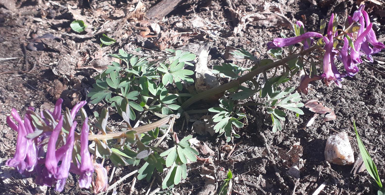 Annexe 20200405_220418-ConvertImage-ConvertImage (1).jpg