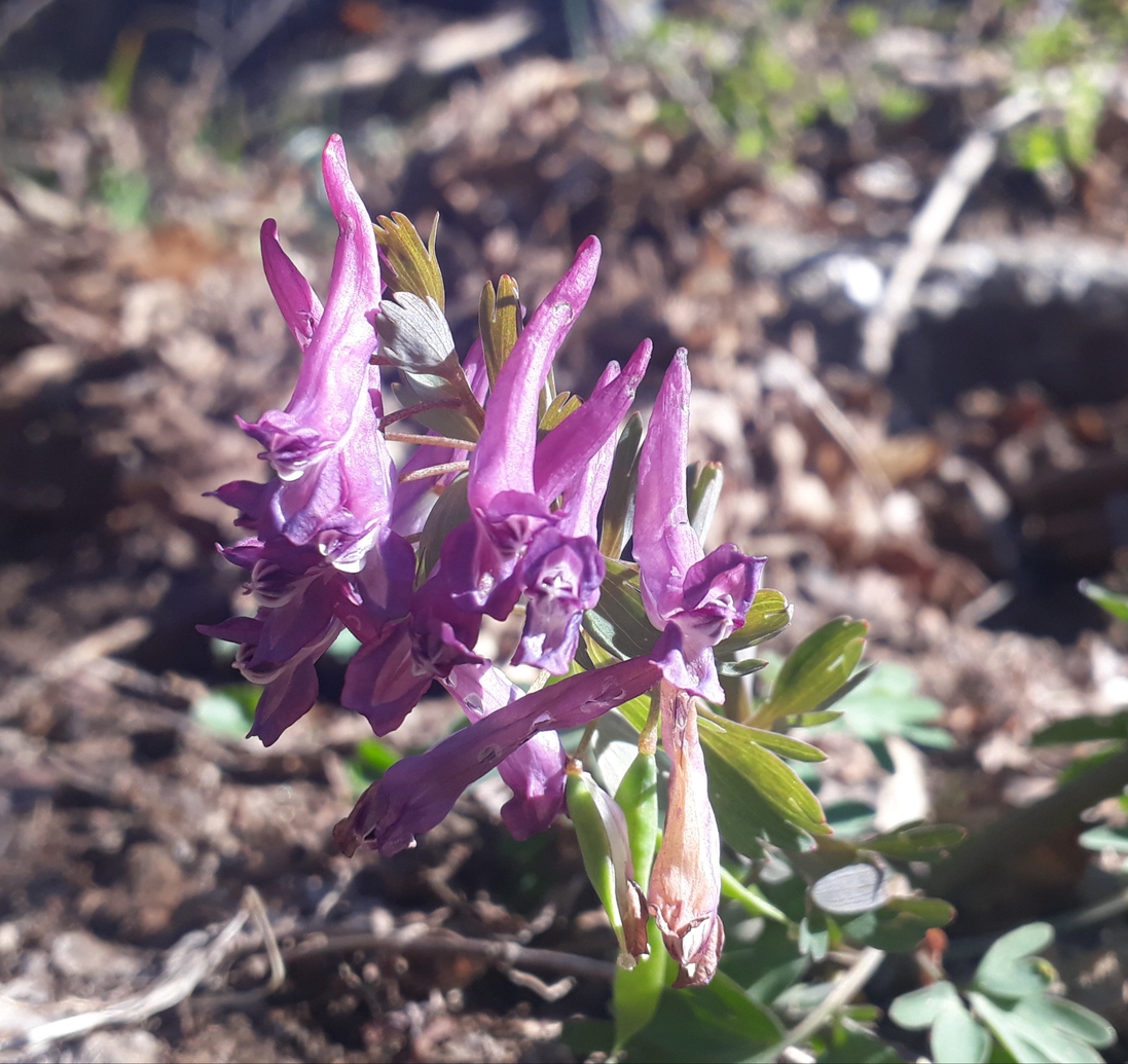 Annexe 20200405_220437-ConvertImage-ConvertImage.jpg